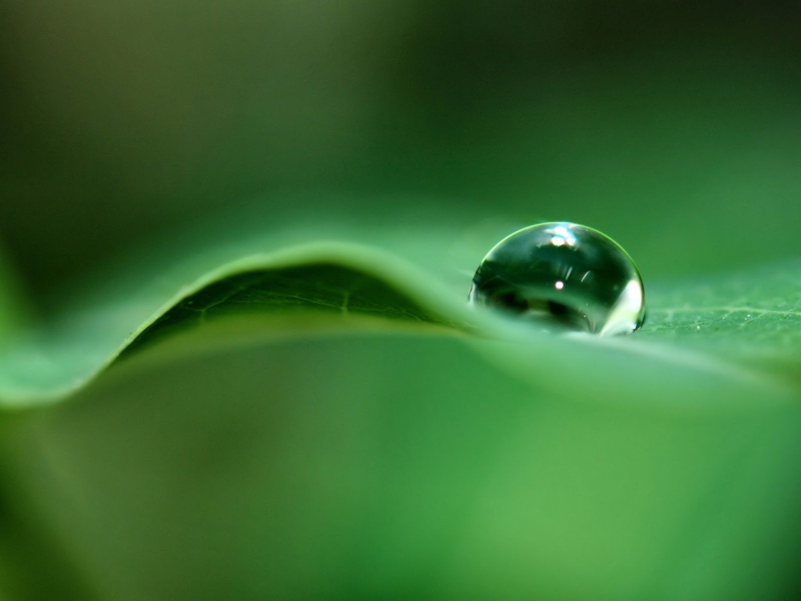 Nature Photography. Dew drop photography, Water drop on leaf