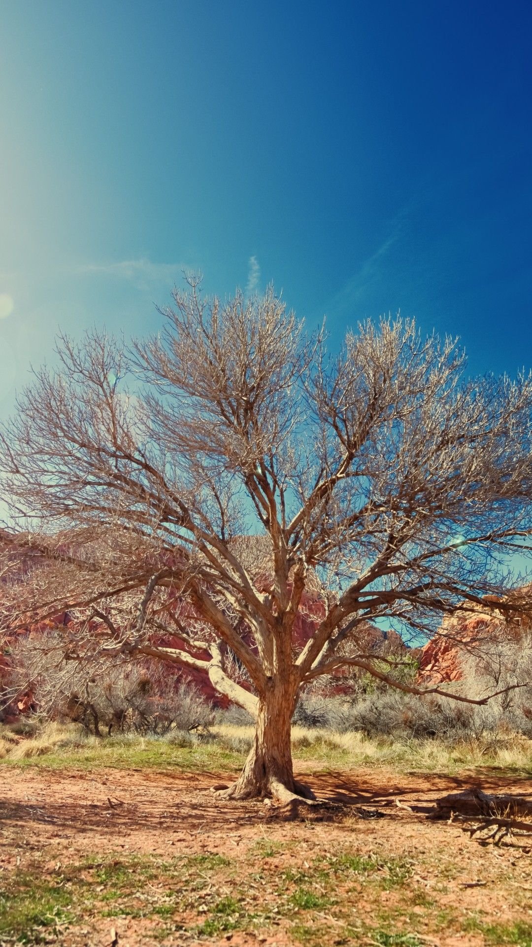 Wallpaper Dry tree, Desert, Sunlight, 4K, 8K, Nature