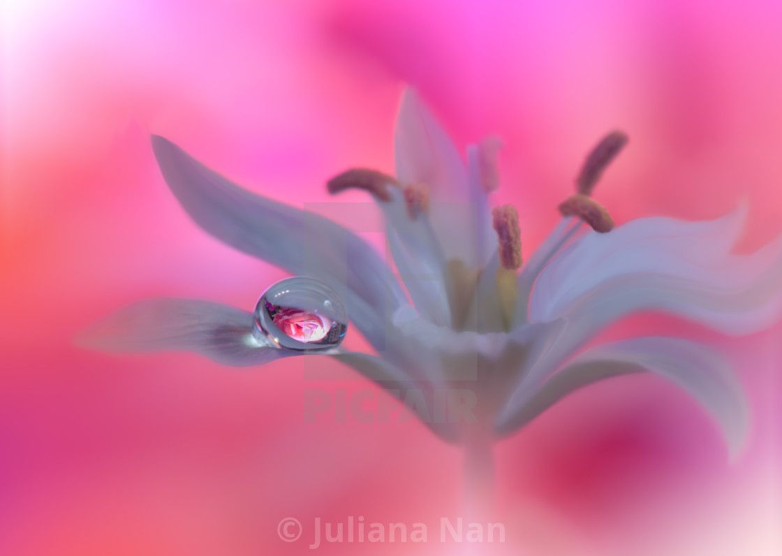 Beautiful Pink Nature Background.Abstract Macro Photography