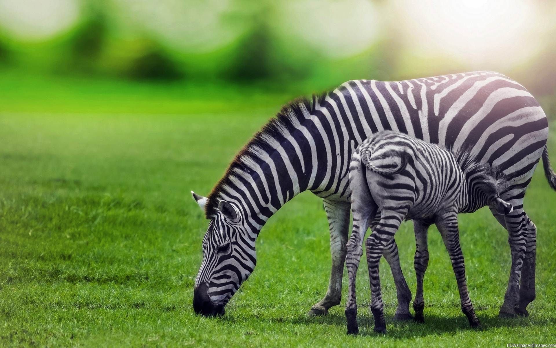 Free download Share the post Zebra Animal Wallpaper HD For Desktop