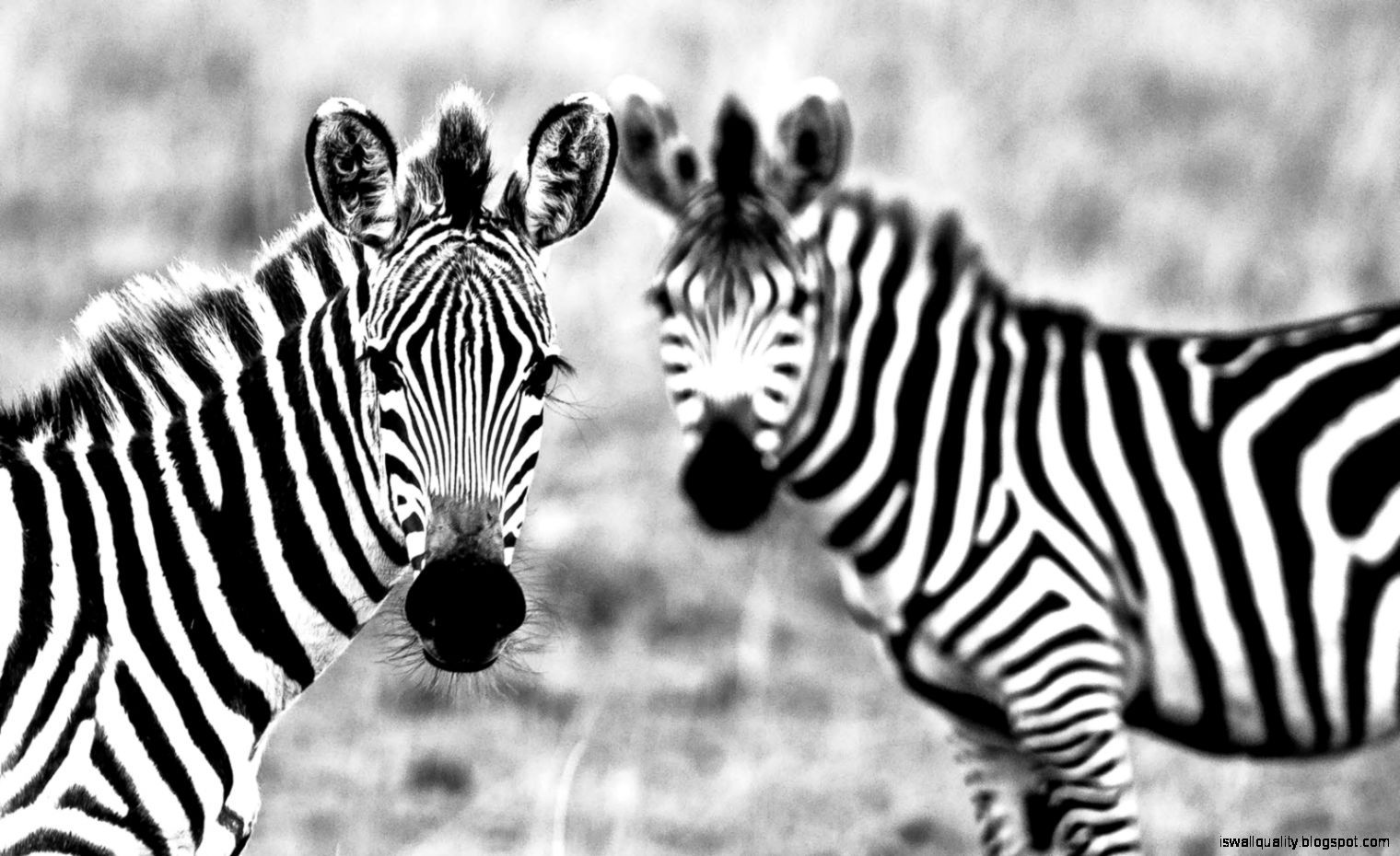 Zebra Animals Background Wallpaper HD