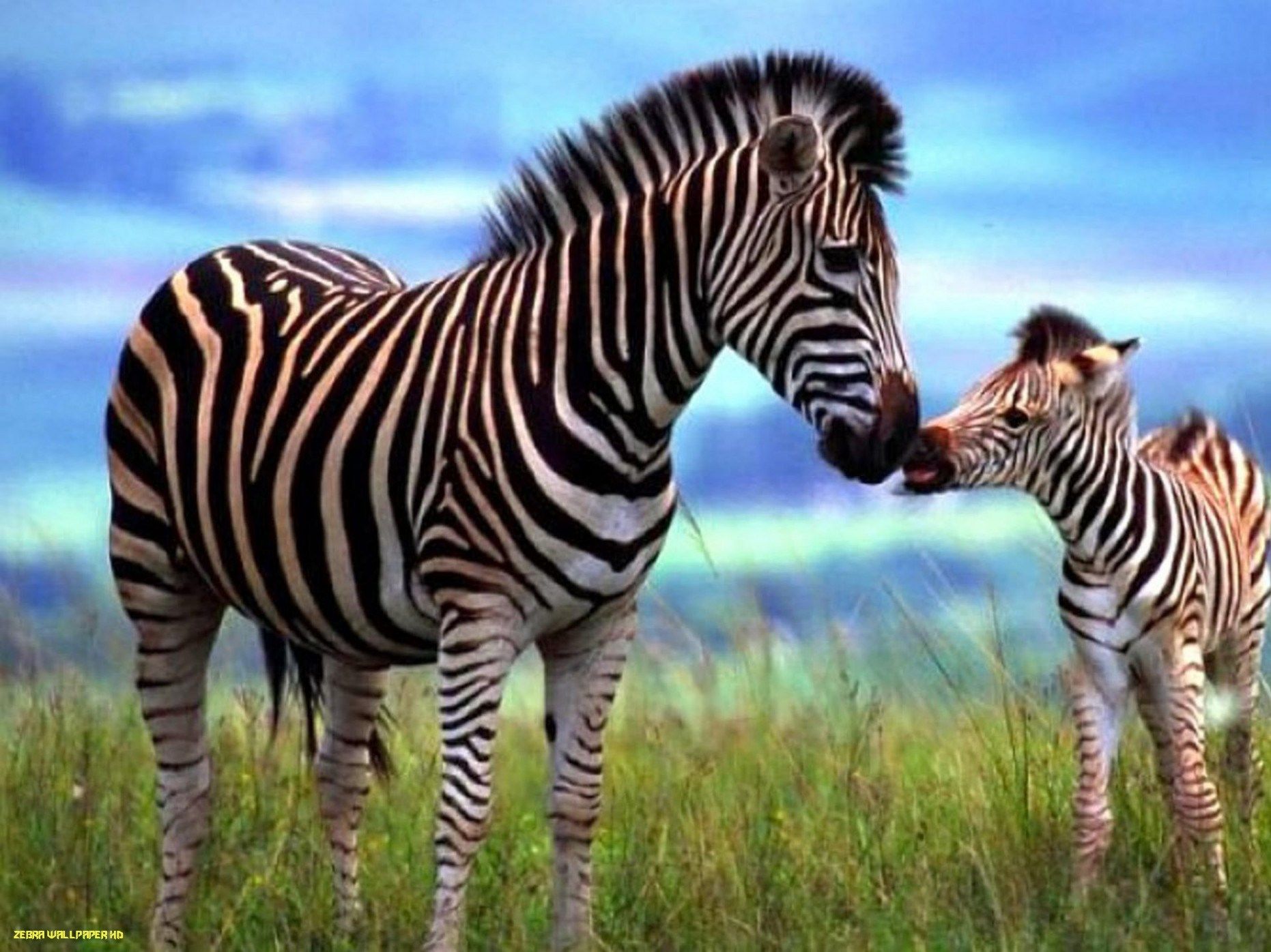 Animal Zebra Mother And Foal Streaky Grass Pasture