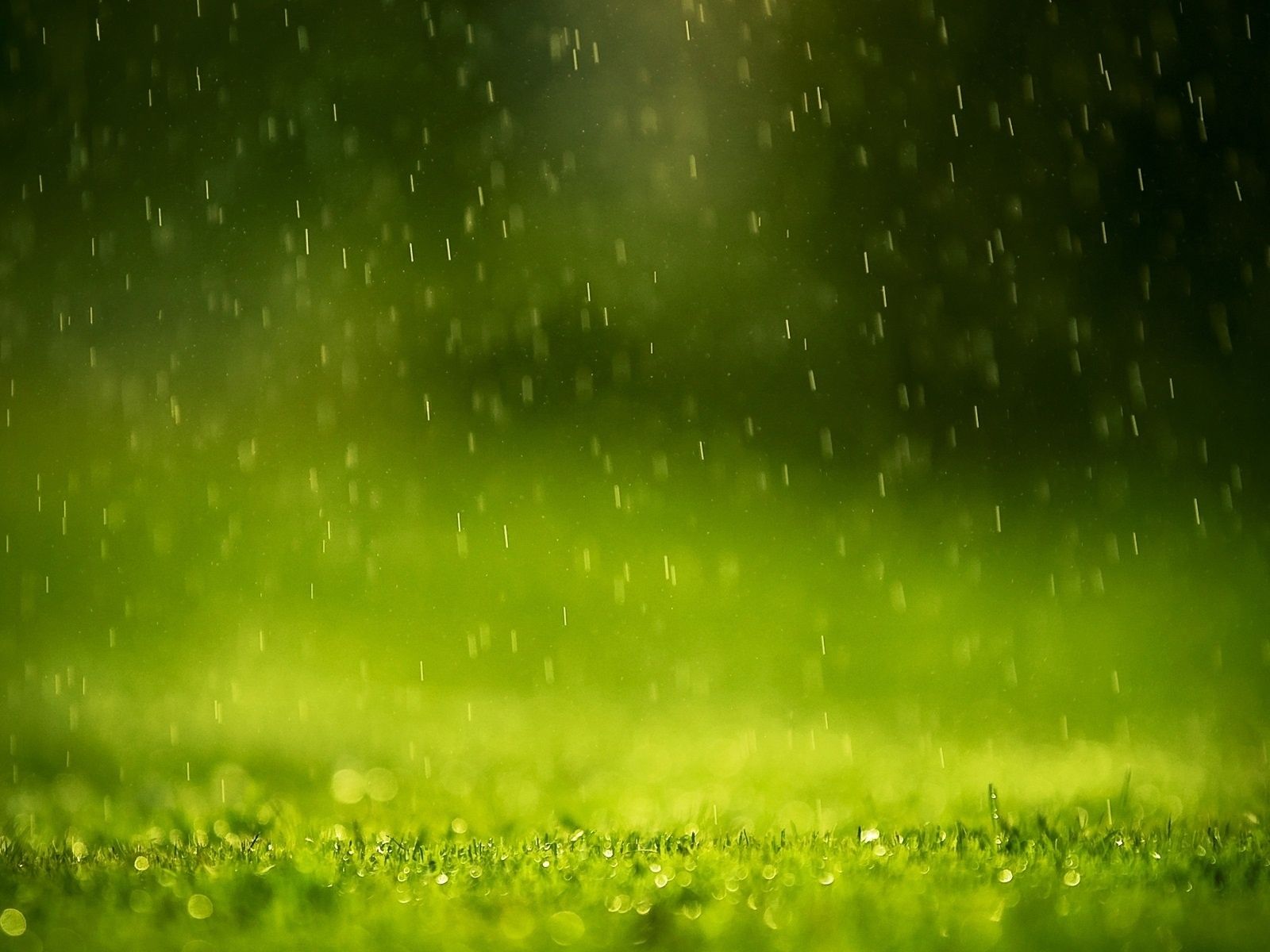 Free download Raining on Grass Macro Photography HD Wallpaper HD