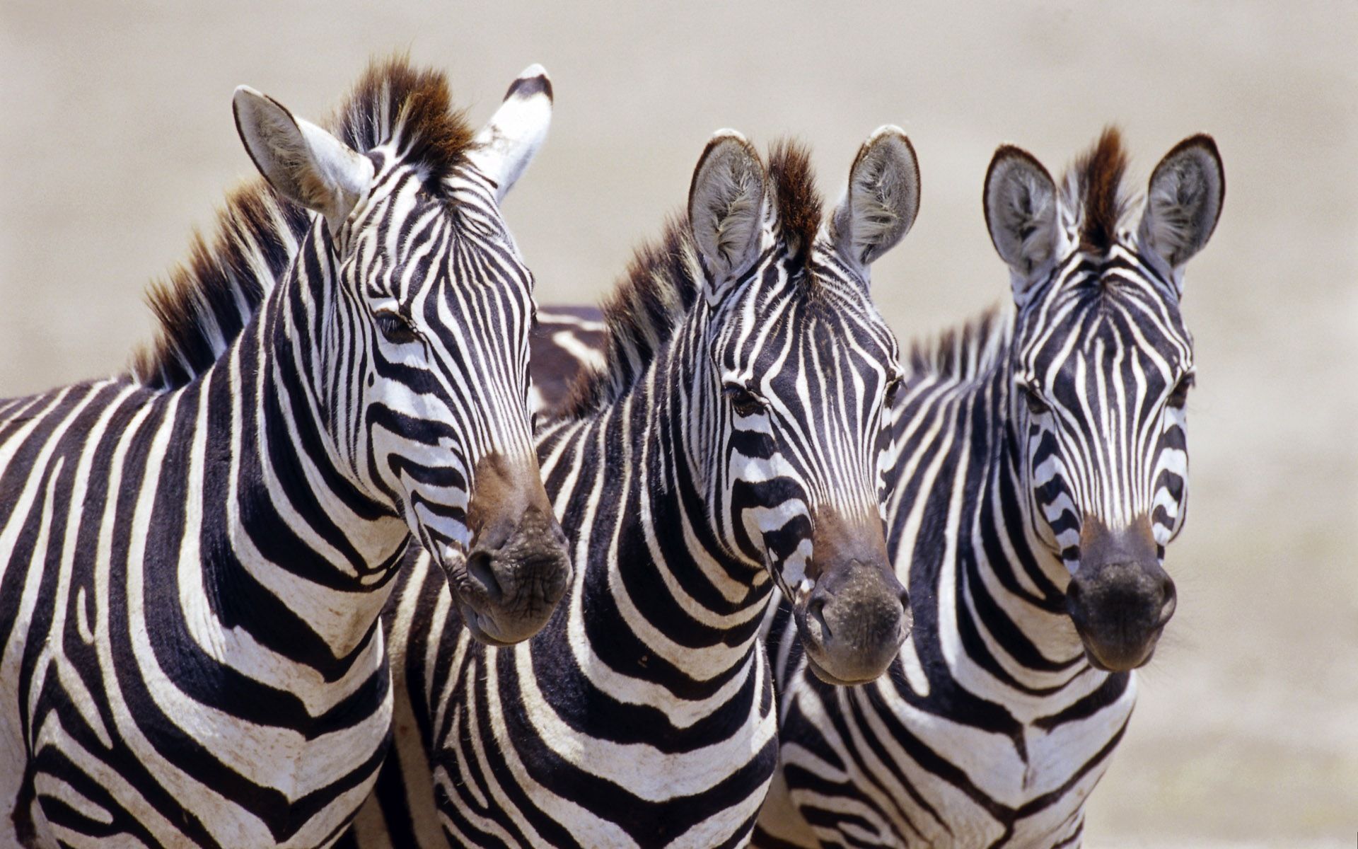 Black and white striped animal, zebra HD wallpaper
