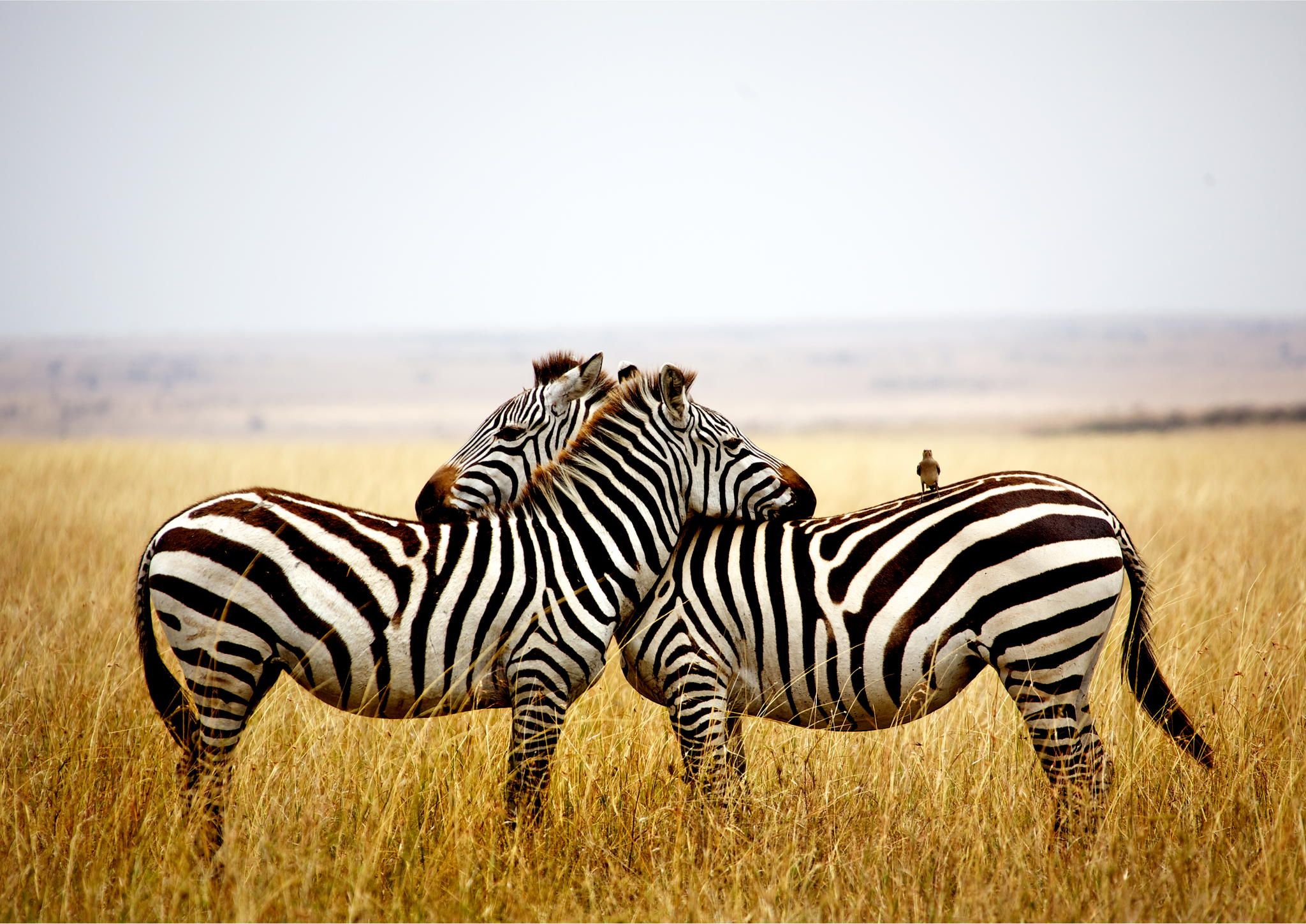 Zebra wallpaper animal by Telasm Best Wallpaper Full HD