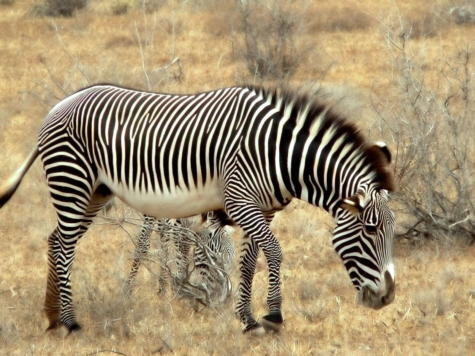 zebra photo. Zebra new Desktop HD Wallpaper. All About Real HD