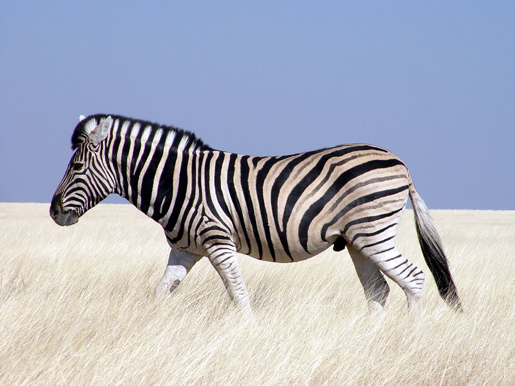 Zebra