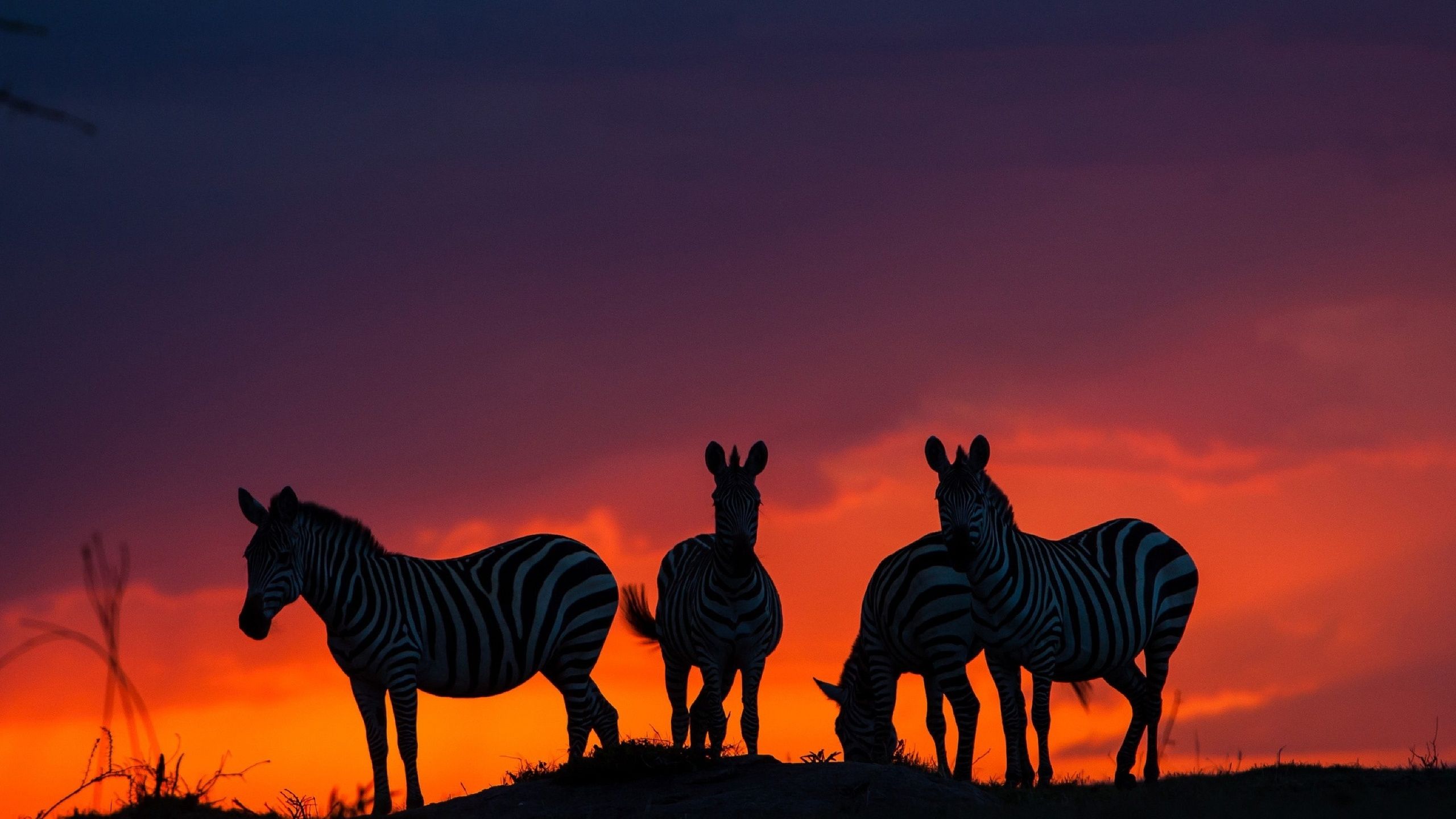 Zebras In Sunset 1440P Resolution Wallpaper, HD Animals