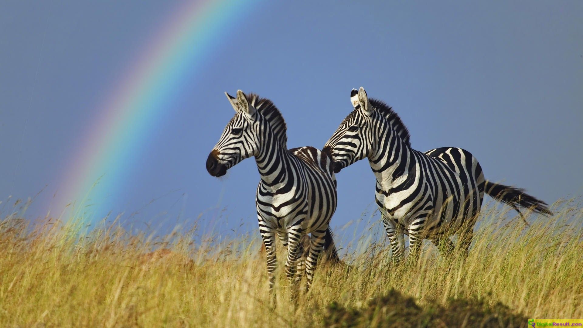 Zebra Wallpaper APK for Android Download