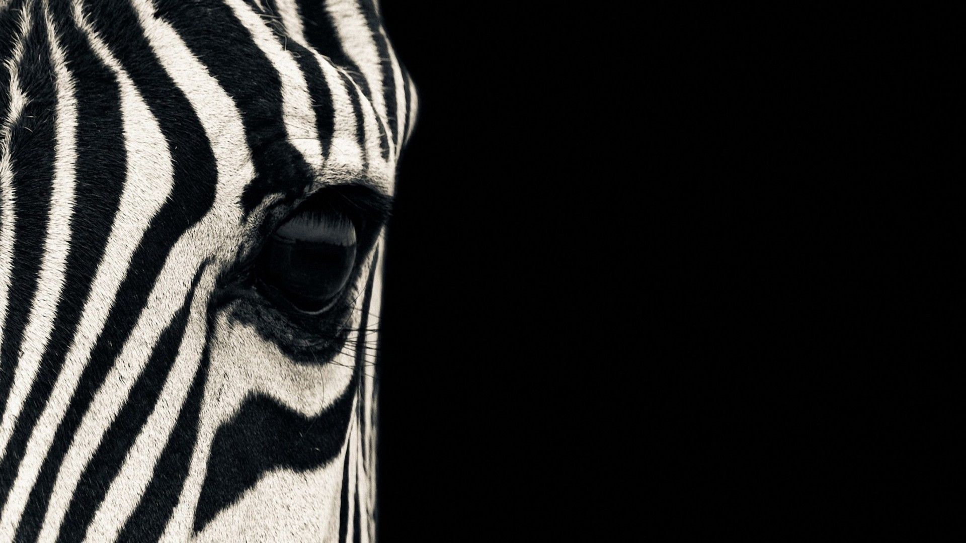 Wallpaper Zebra, eye, Black & White, couple, cute animals, Animals