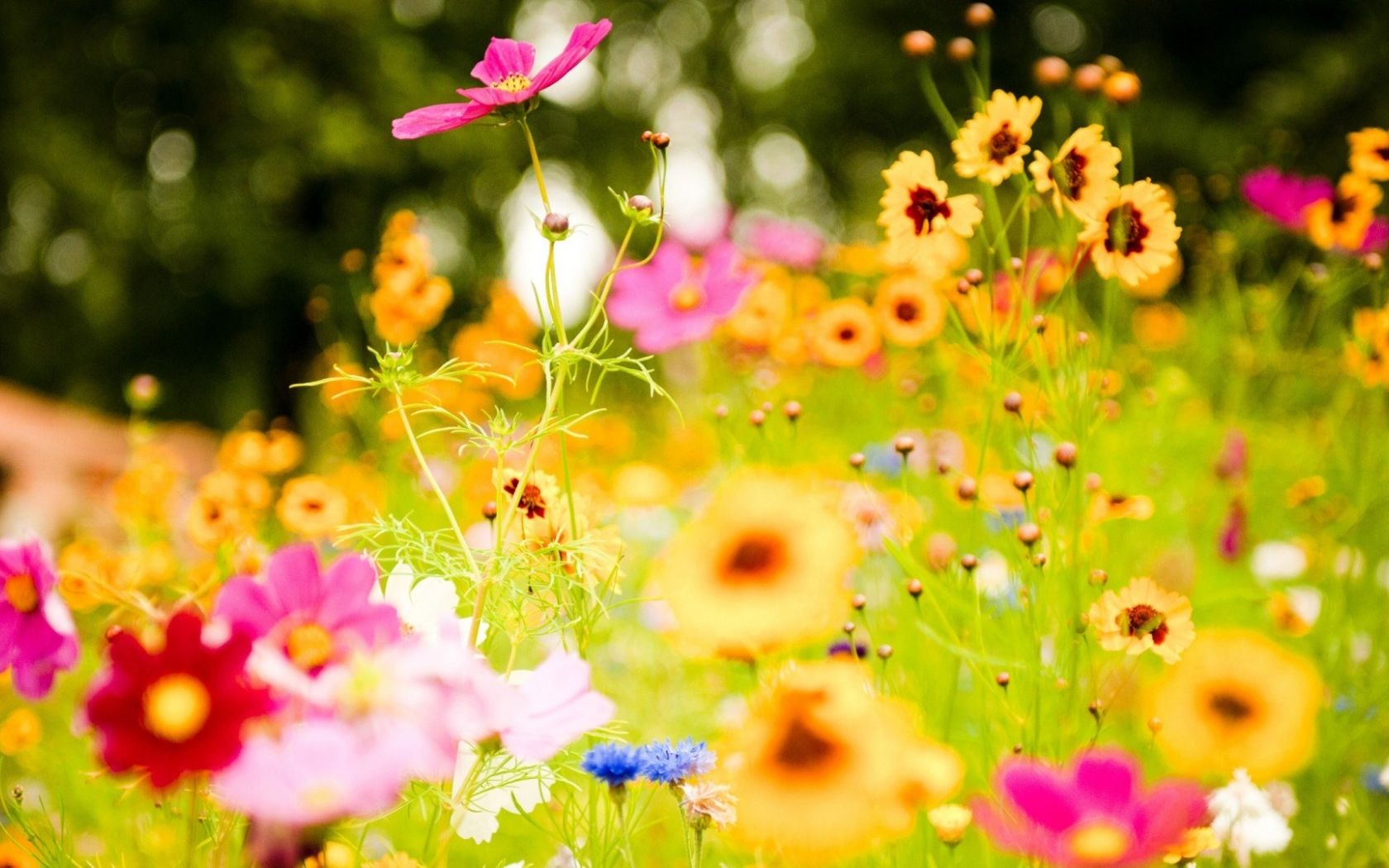 Free download Field Colorful Flowers wallpaper in Flowers plants