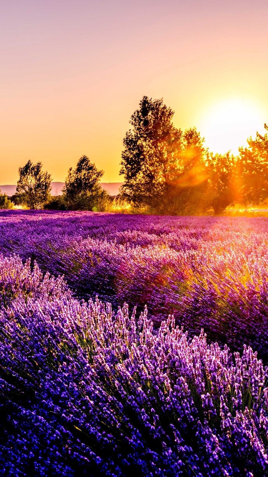 Nature, flowers, sunset, id 46356. Nature wallpaper