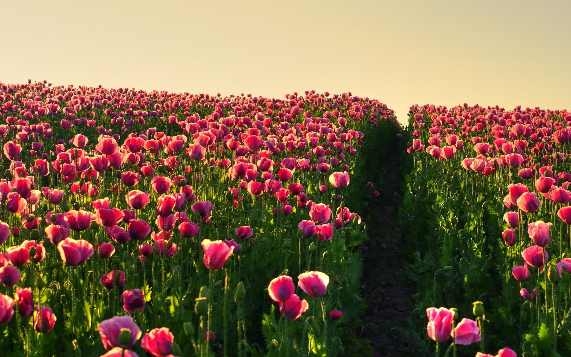 Gorgeous Flower Field wallpaperx1200