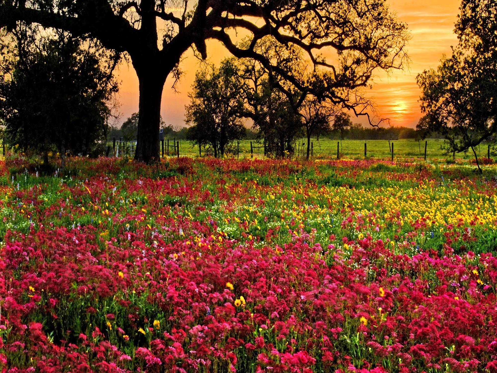 Field Of Flowers Wallpaper