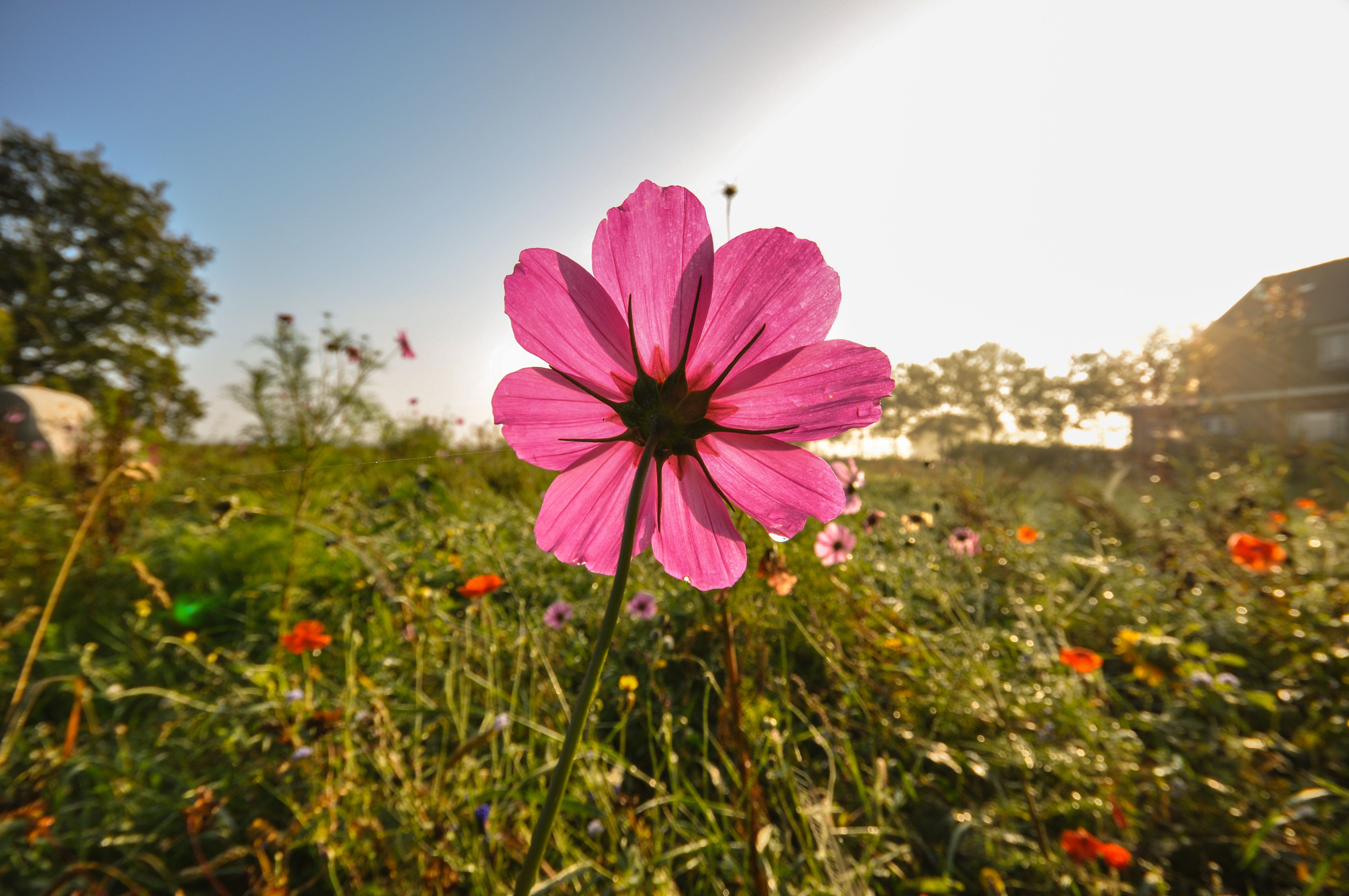 Close Up Photography Of Pink Cosmos Flower Under Blue Sky · Free