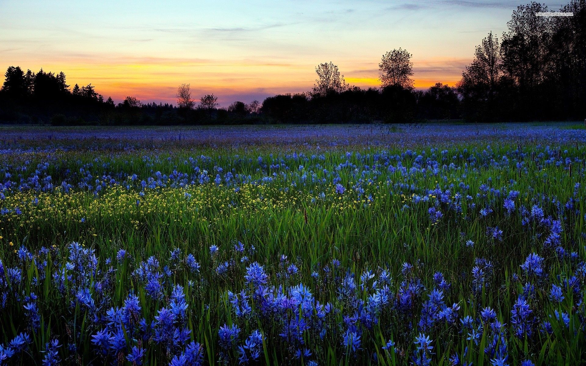 Wonderful Blue Flower Field desktop PC and Mac wallpaper