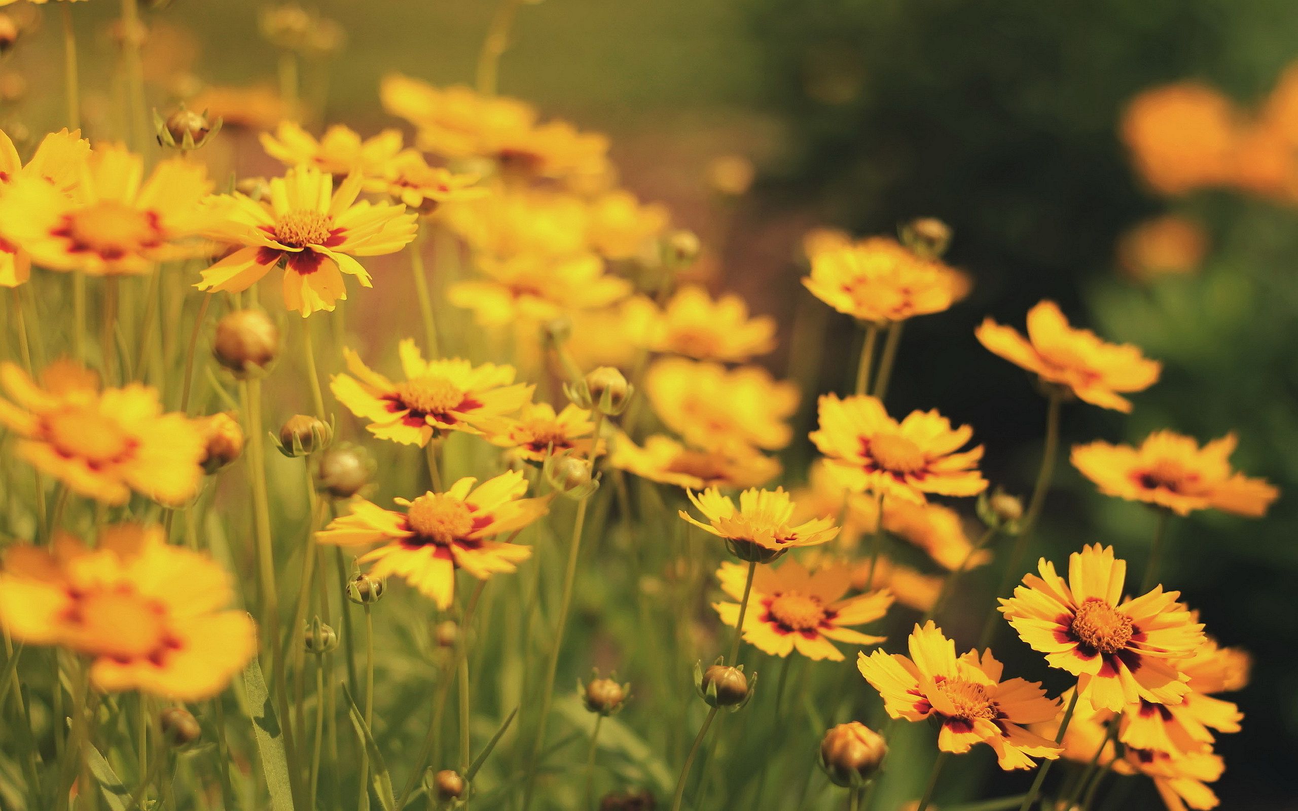 Yellow Flowers Field. HD Pc Wallpaper For Free