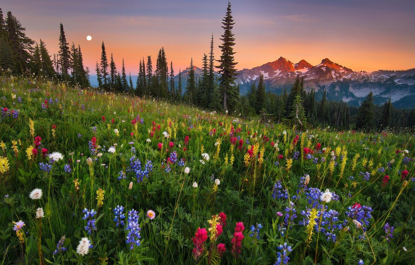 Wallpaper moonrise, field, flowers, mountain image for desktop