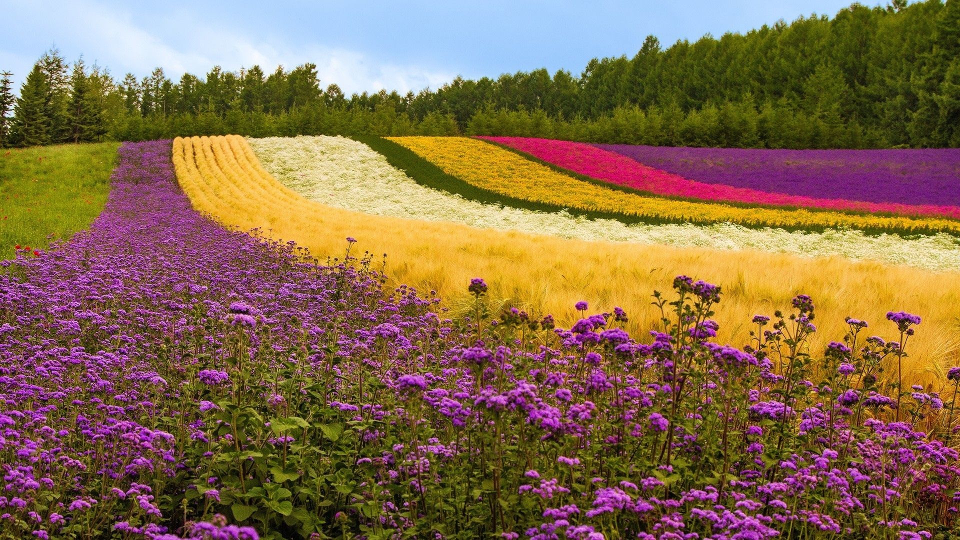 Fields flowers landscapes wallpaperx1080