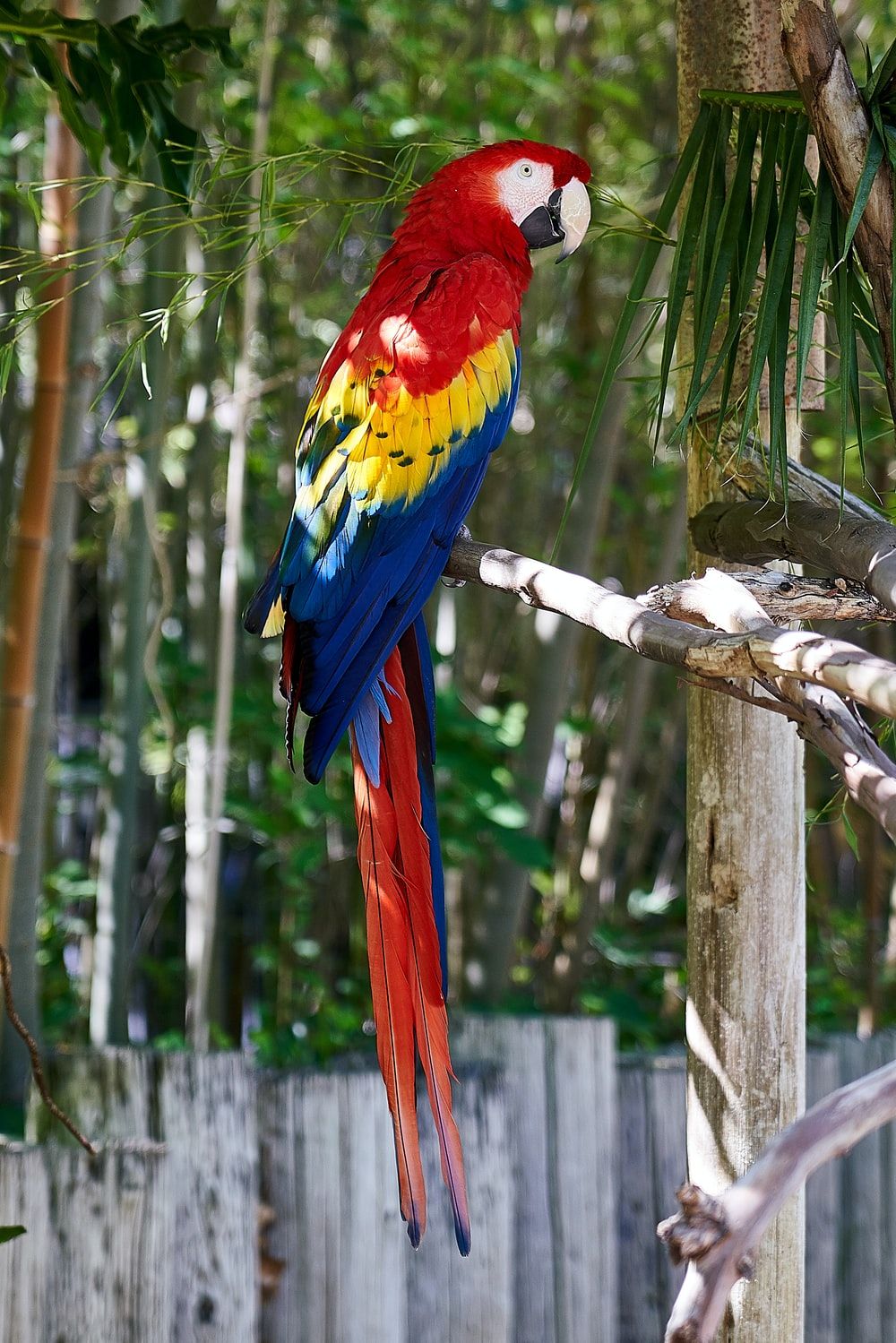 Parrot Picture. Download Free Image