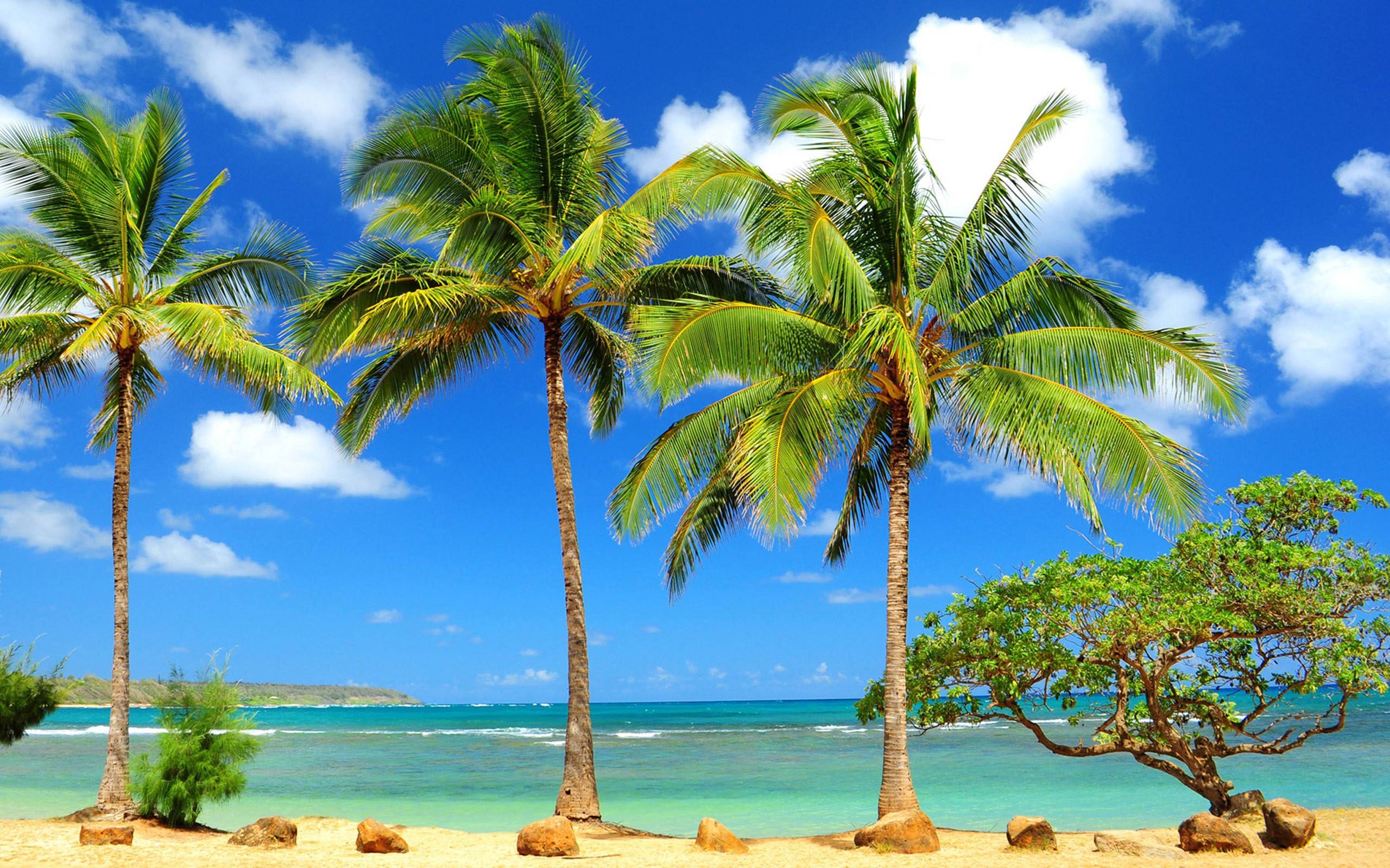 Palm Trees Wallpaper Free Palm Trees Background