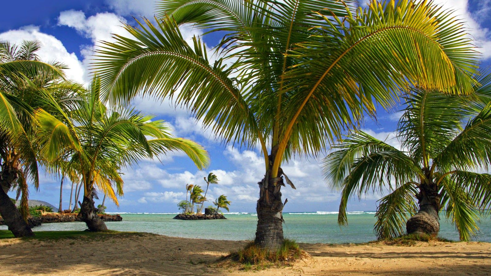 Coconut Tree on the Beach Nature HD Wallpaper Wallpaper