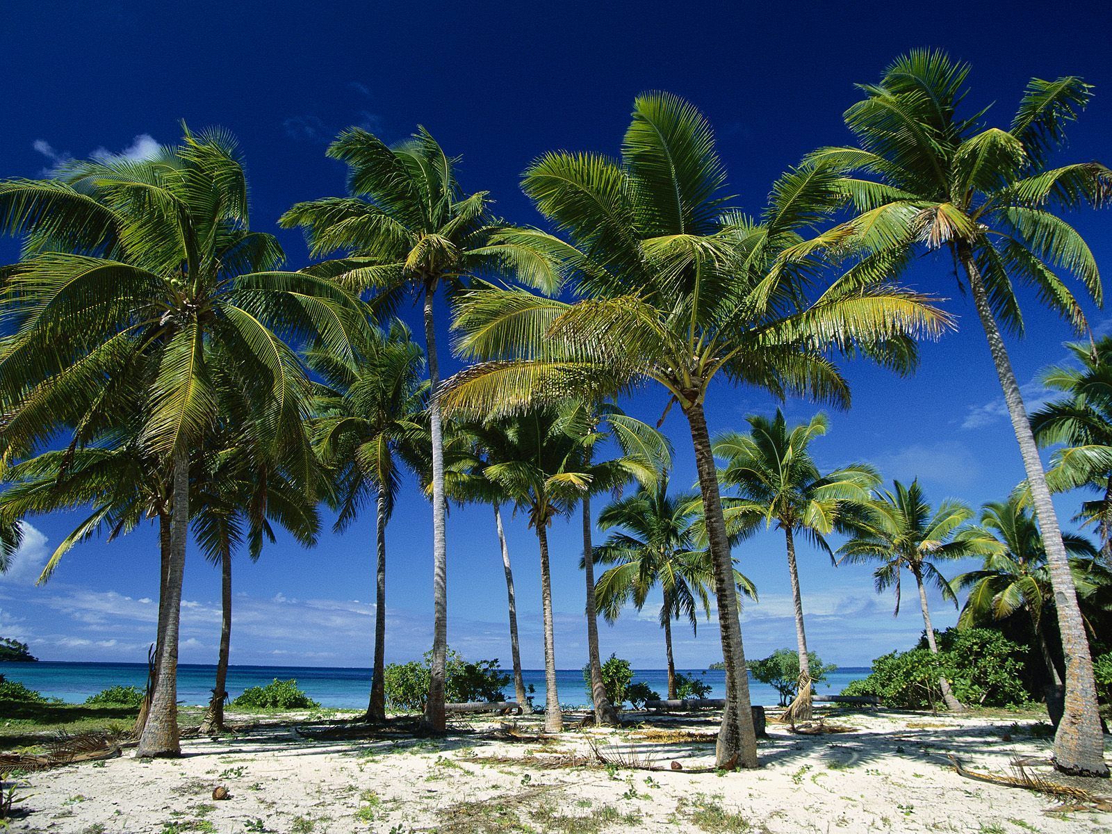 Headed to Tonga. Island wallpaper, Palm tree picture, Beautiful