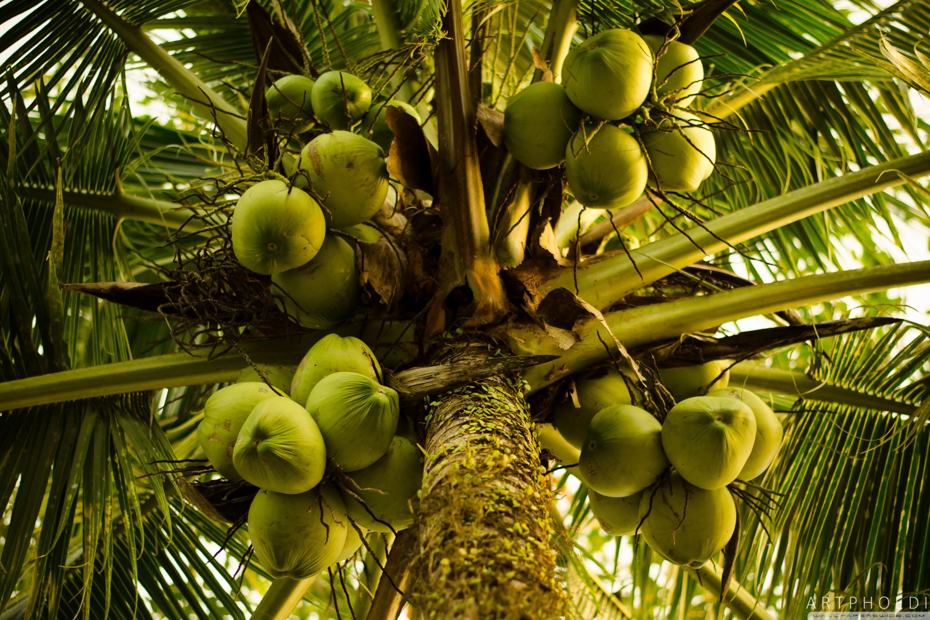 Coconut Tree Ultra HD Desktop Background Wallpaper