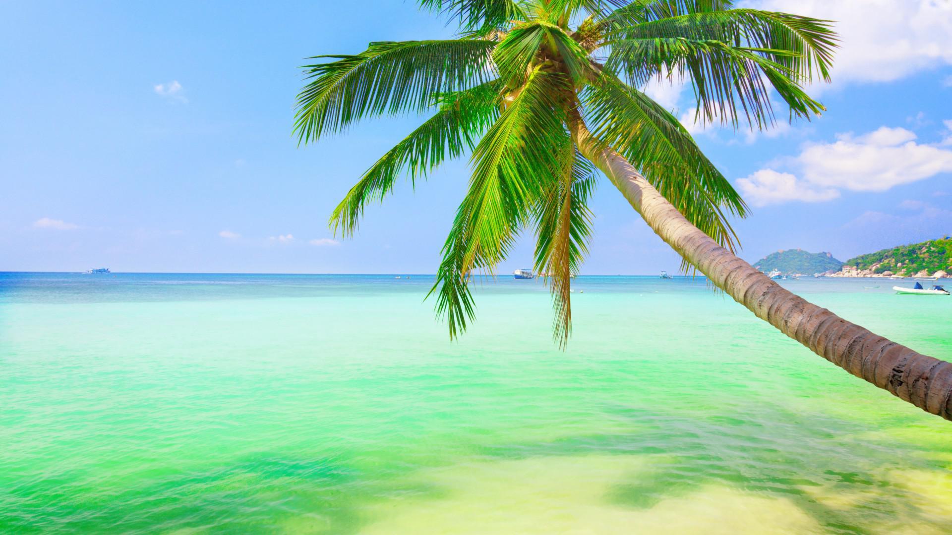 wallpaper Fresh sea, coconut trees, sky, natural landscape desktop