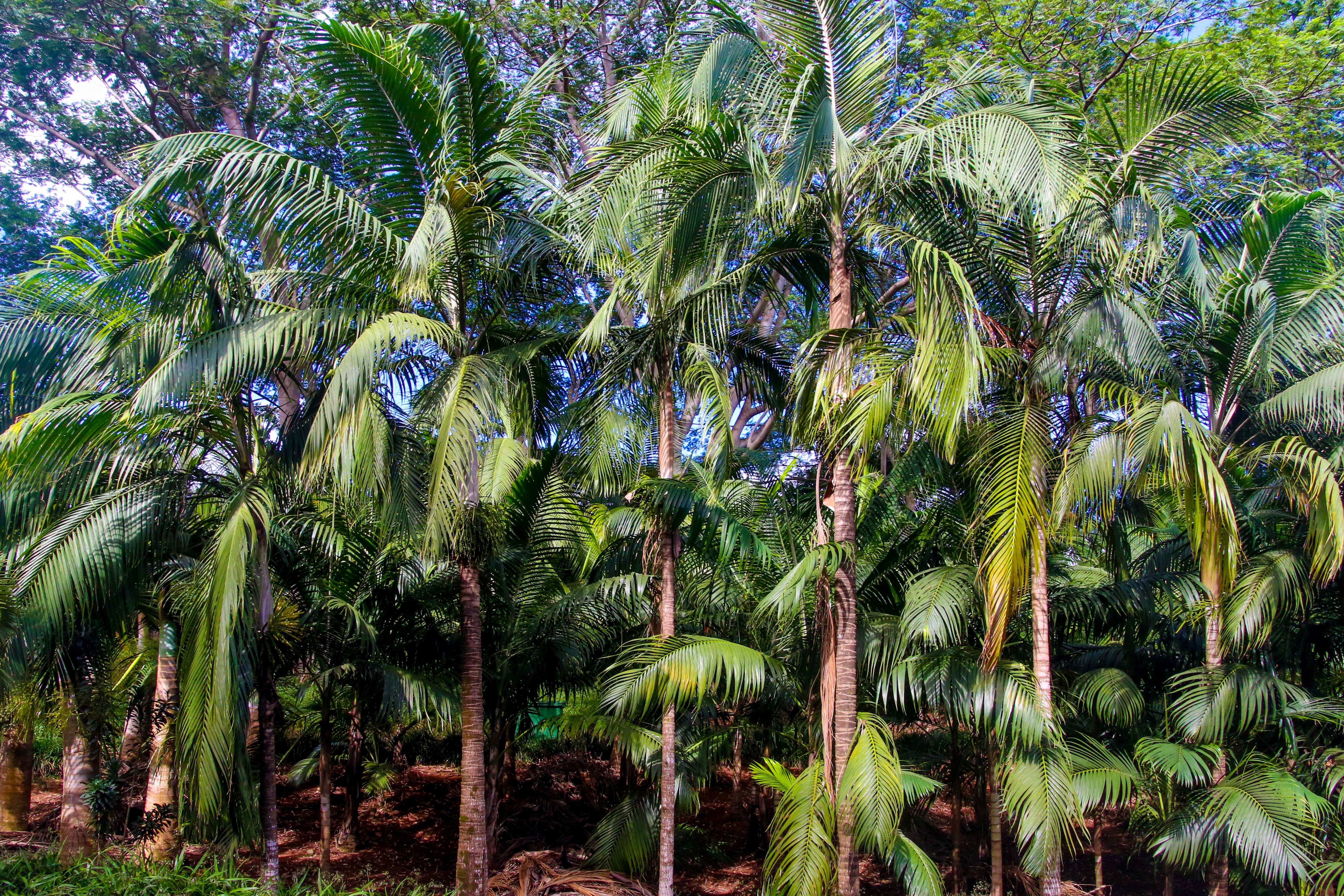 Coconut Trees wallpaper