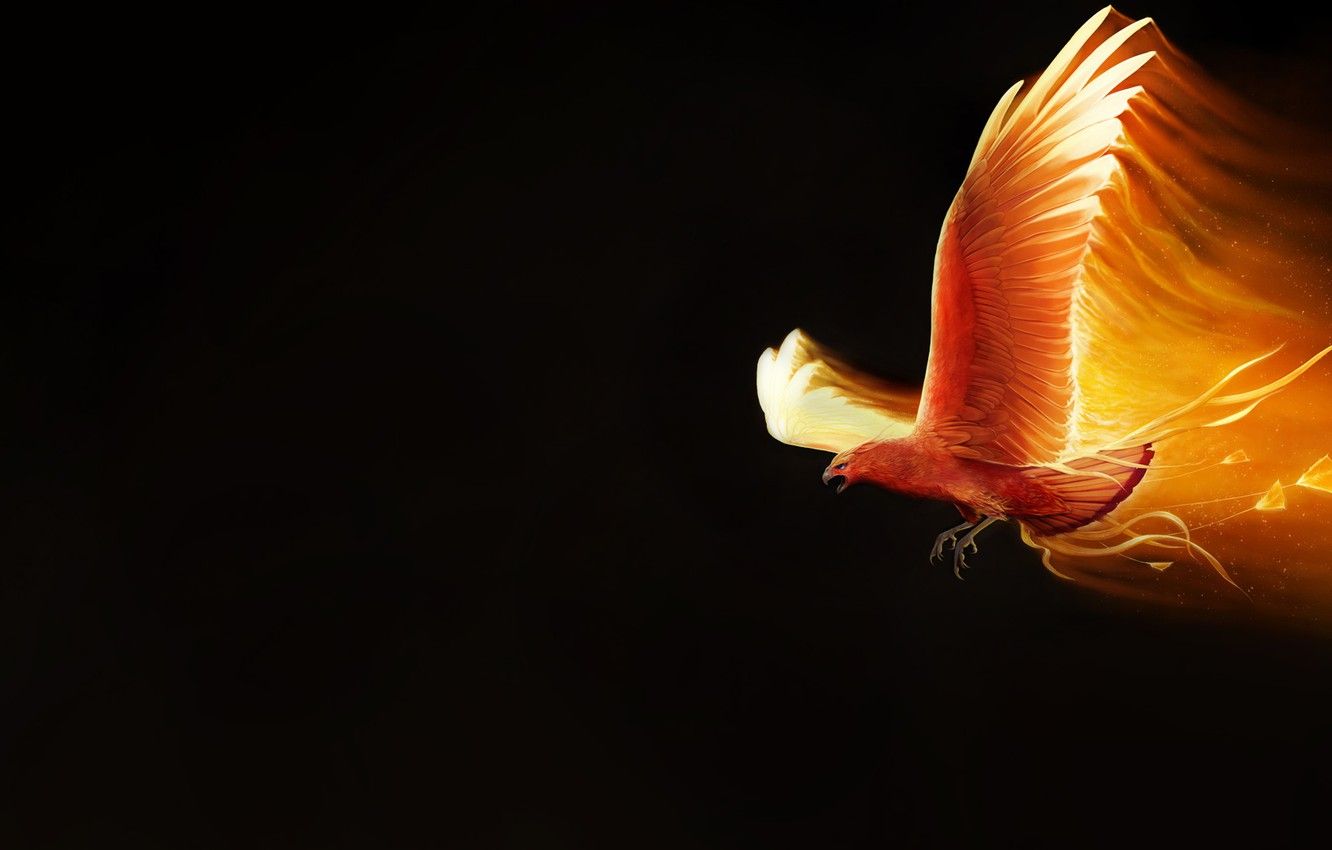 Free download Wallpaper Minimalism Bird Fire Wings Background