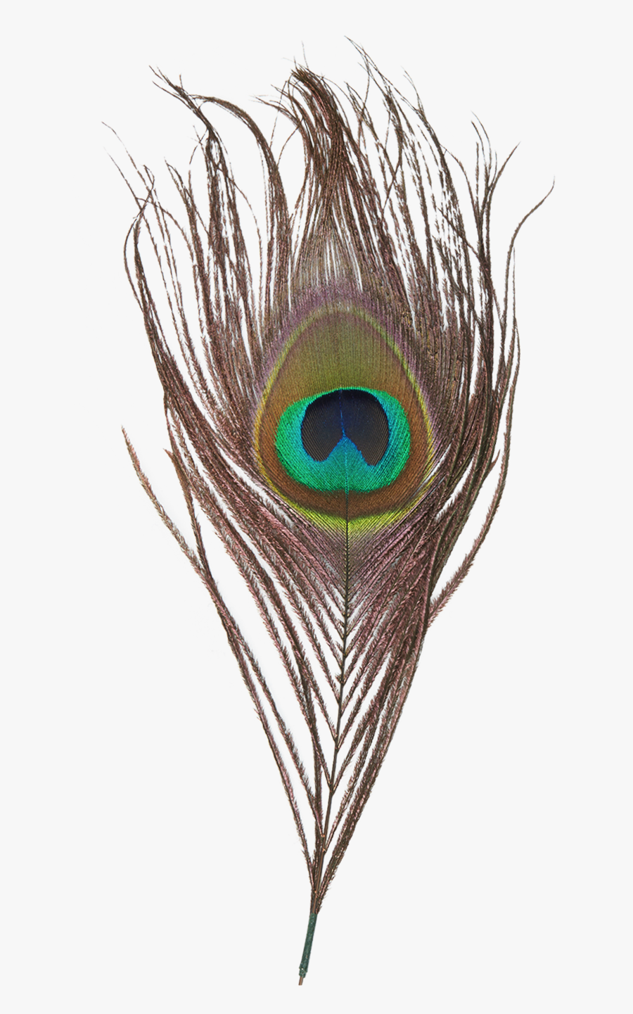 Peacock Feather Png Transparent Image Feather Image