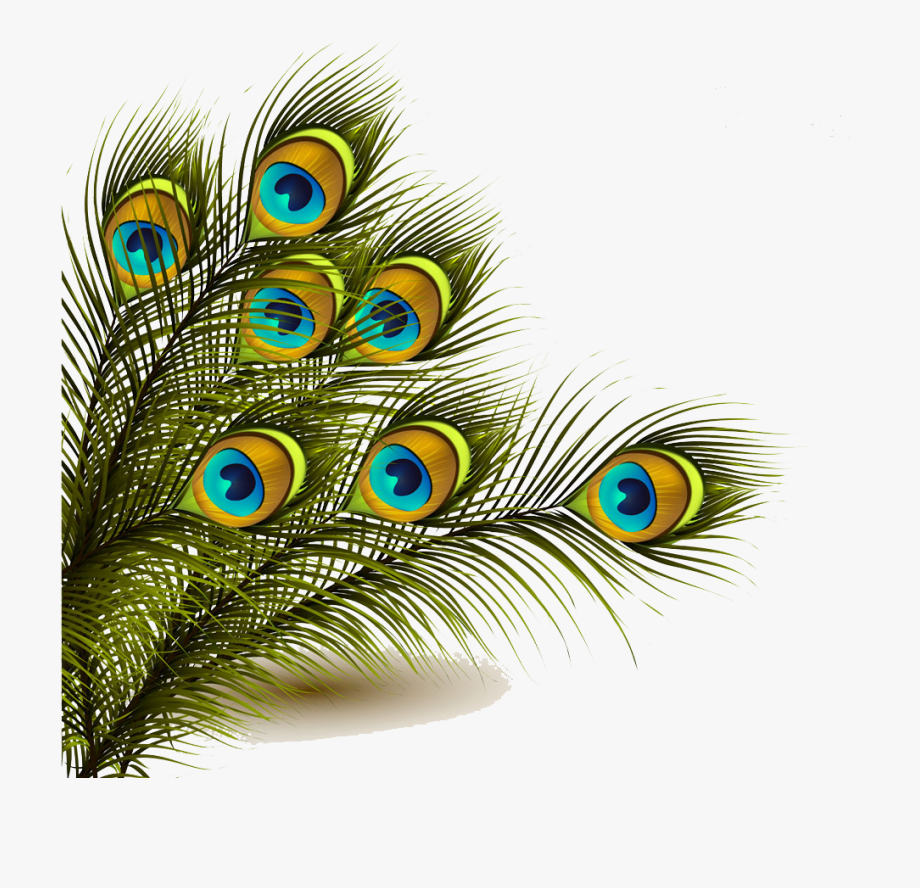 Wallpaper HD Wallpaper Photo Mor Pankh Peacock Feather