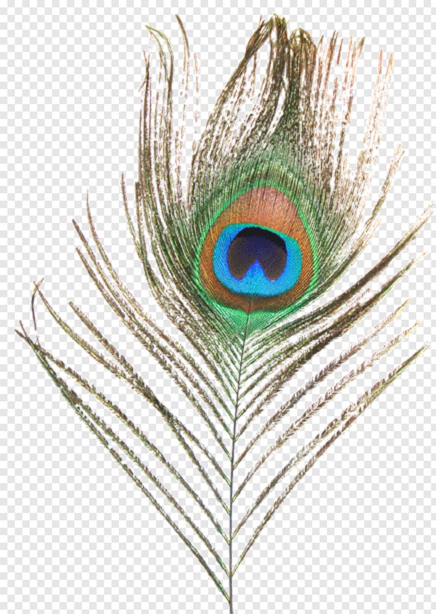 Single Peacock Feathers - Feather Image Png, Png