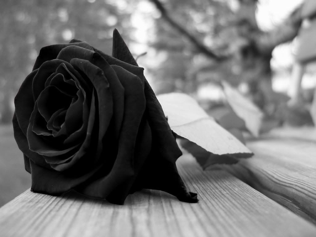 Free download black rose drawing black beauty rose black rose