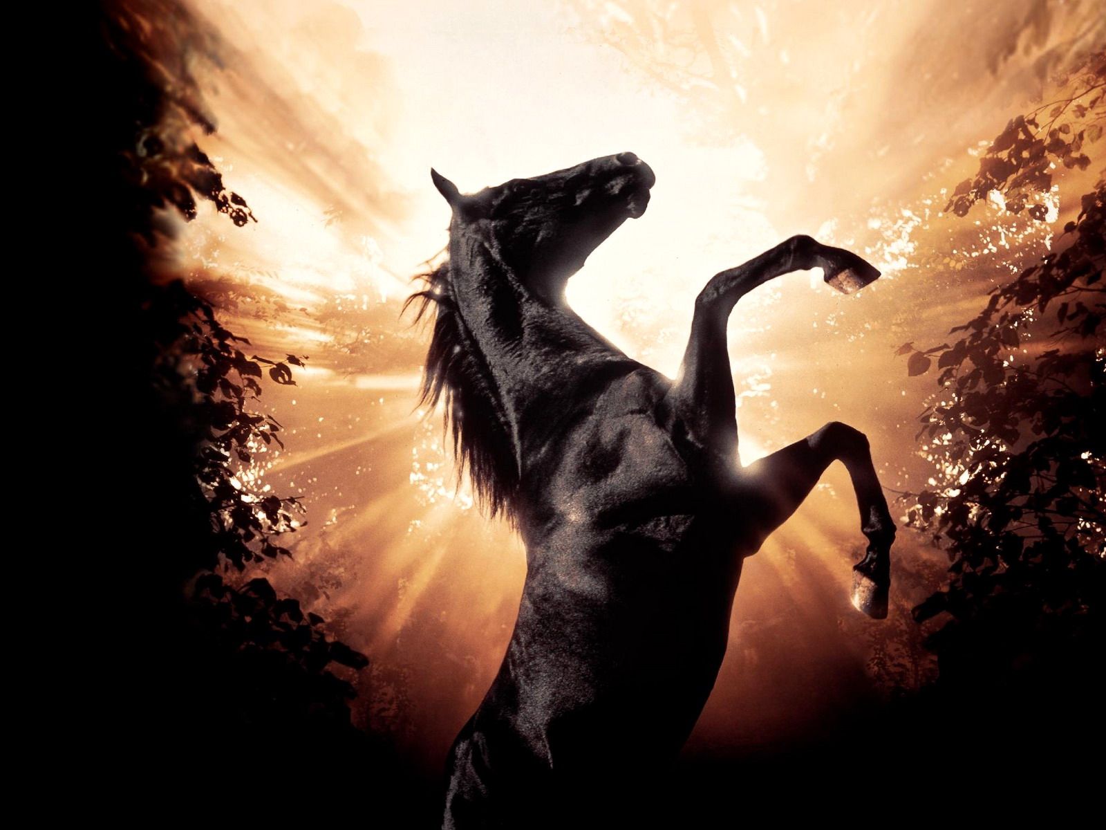 image horse Black Beauty Movies