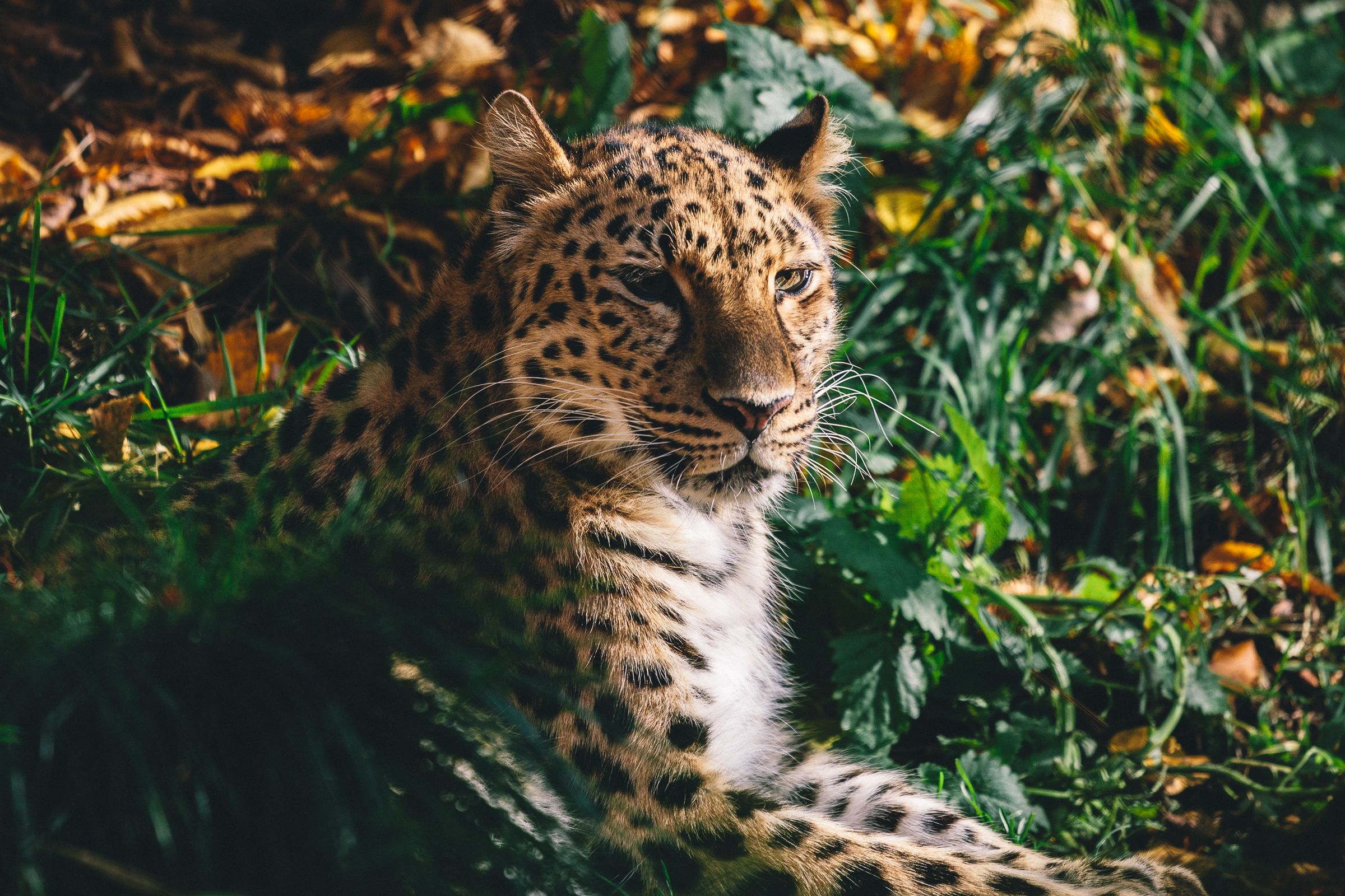 Amur leopard HD Wallpaper