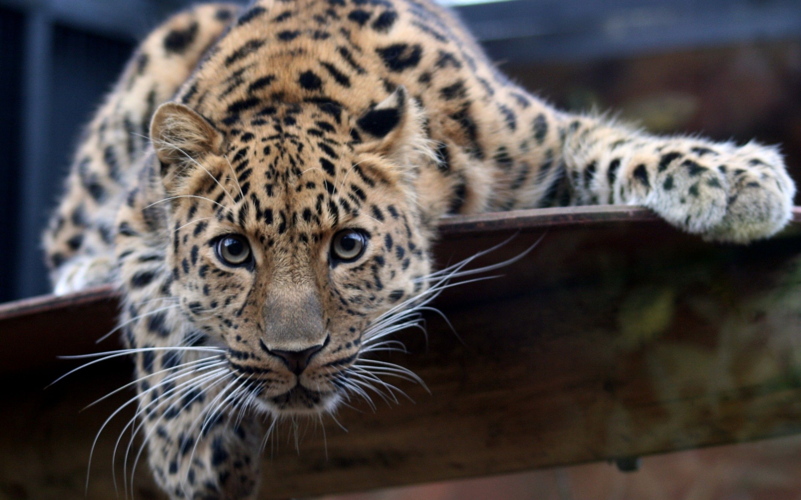 animals, Leopards, Amur, Leopard Wallpaper HD / Desktop