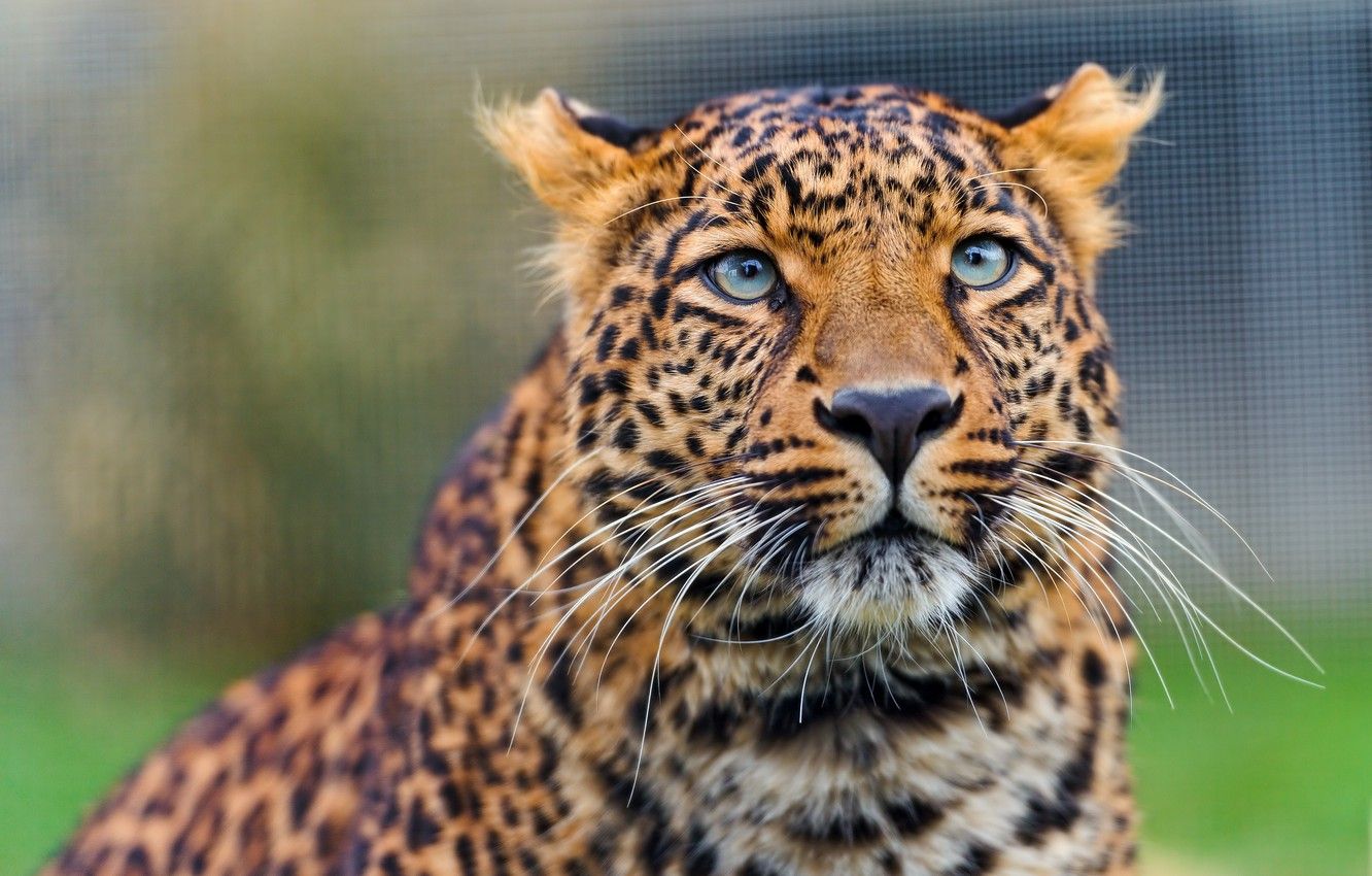 Wallpaper cat, look, leopard, the Amur leopard, ©Tambako
