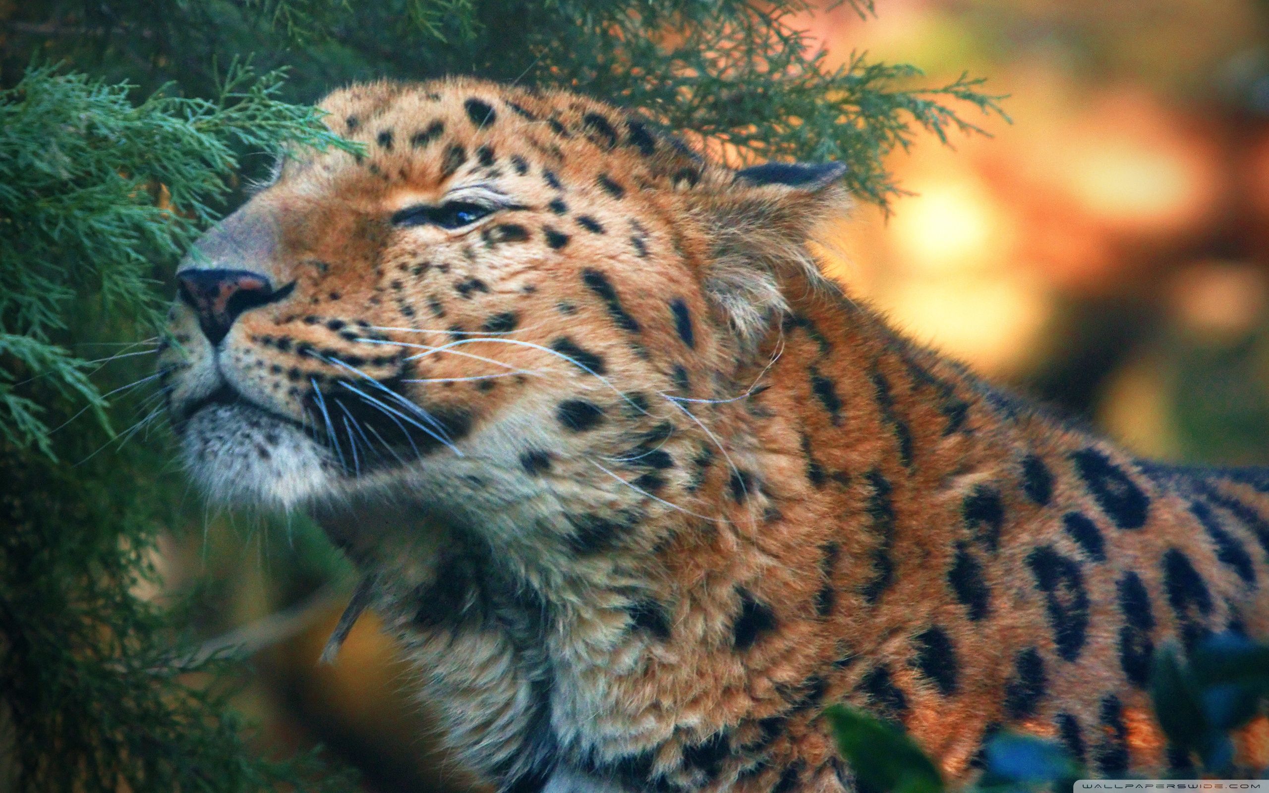 Cute Amur Leopard wallpaperx1600