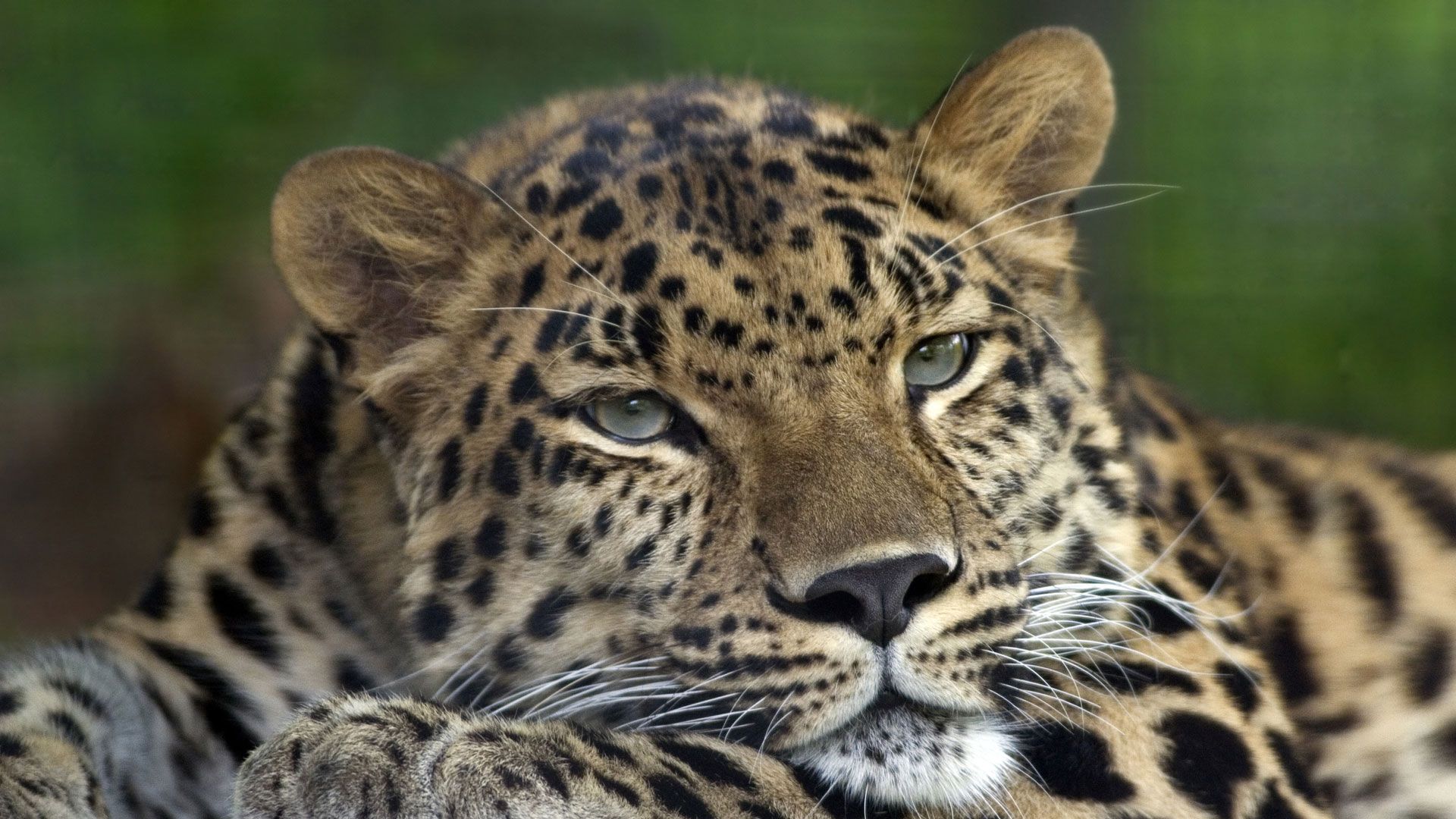 Land of the Leopard National Park World Safaris
