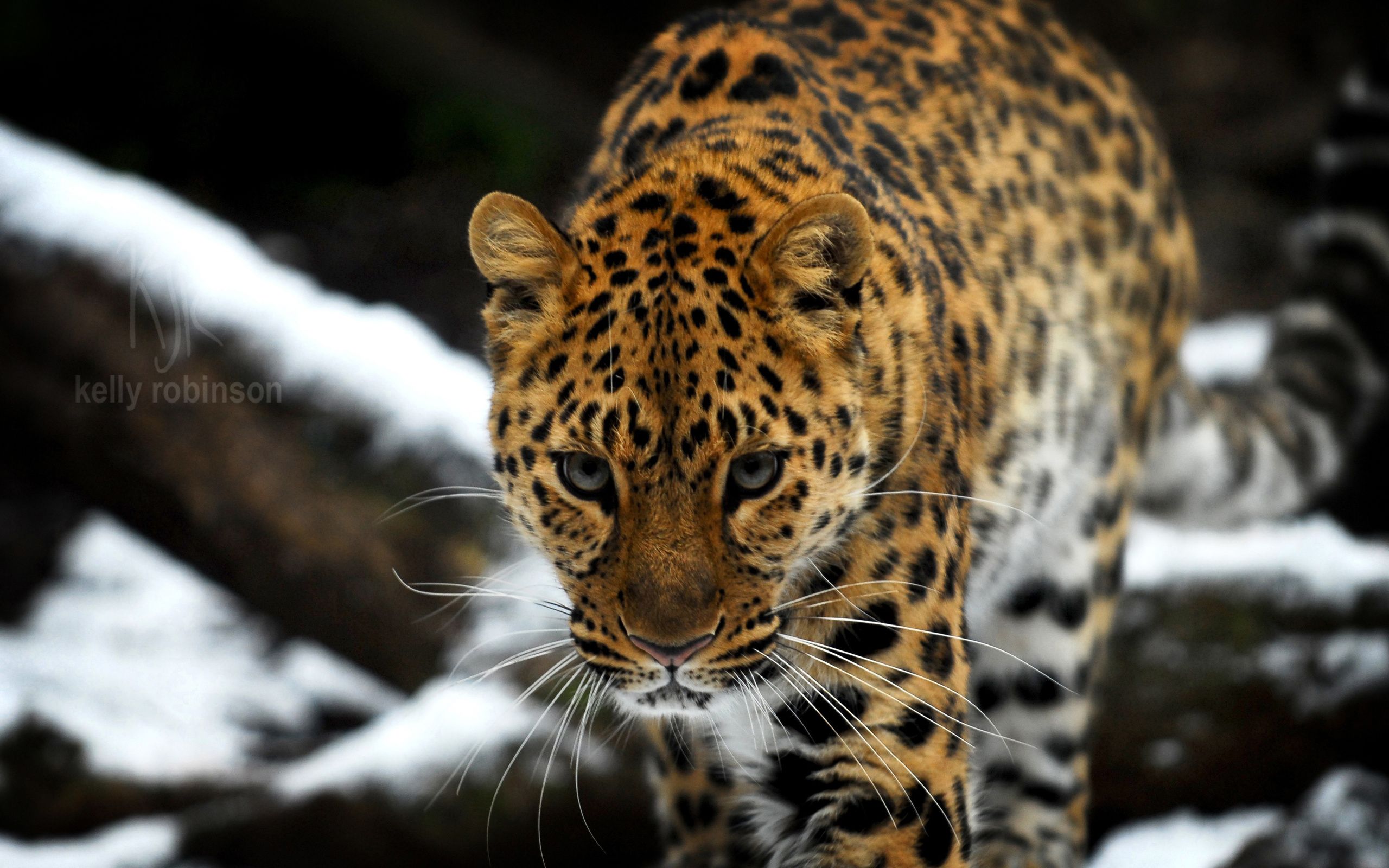 Amur Leopard HD wallpaperx1600