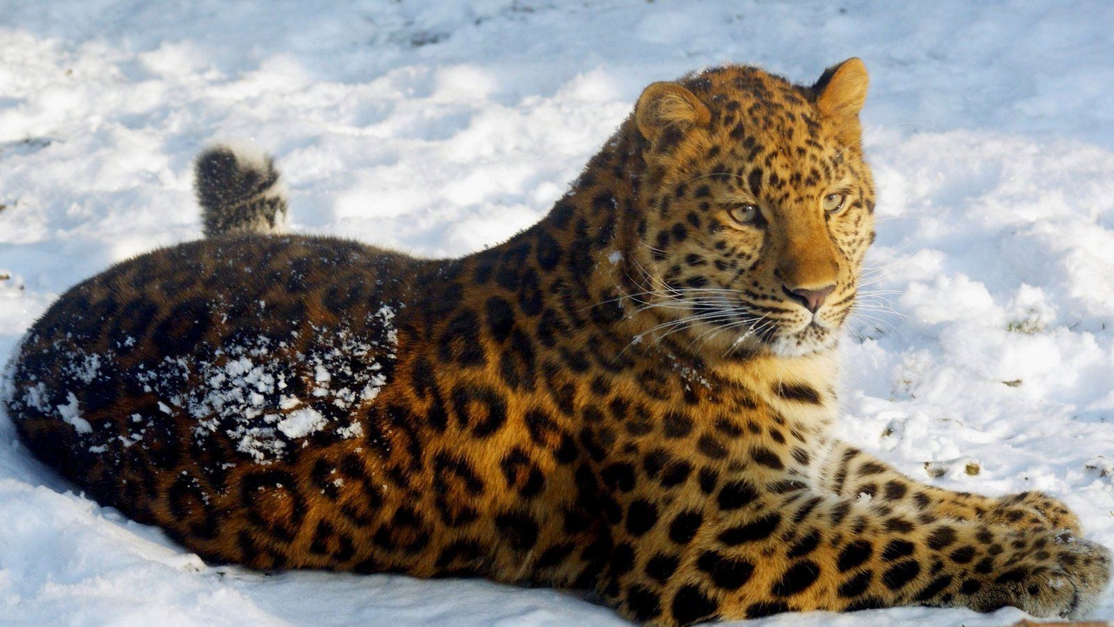 Wild Cats Wallpaper Set 2. Amur leopard, Most endangered animals