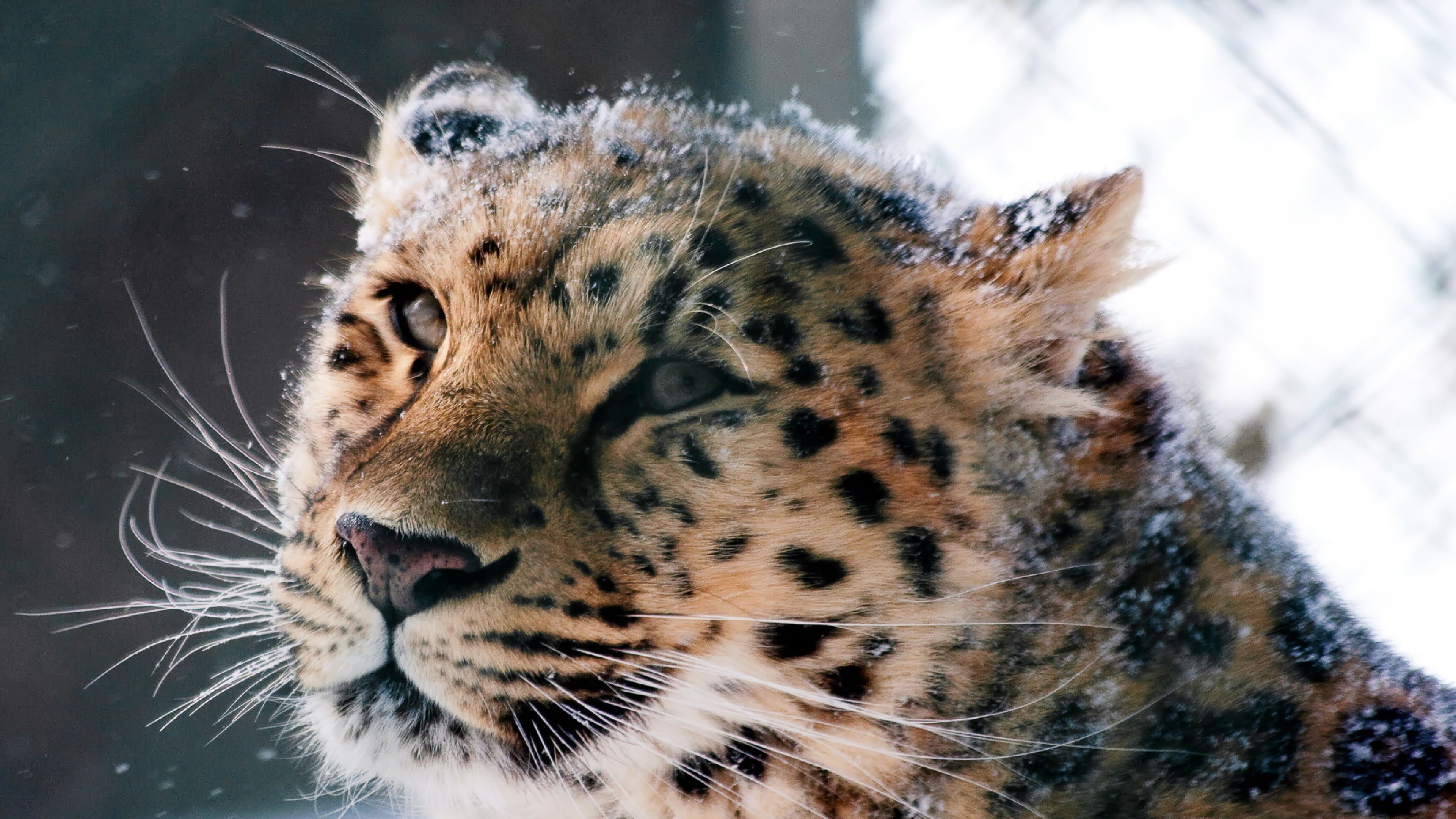 Amur Leopard Wild Cat, HD Animals, 4k Wallpaper, Image