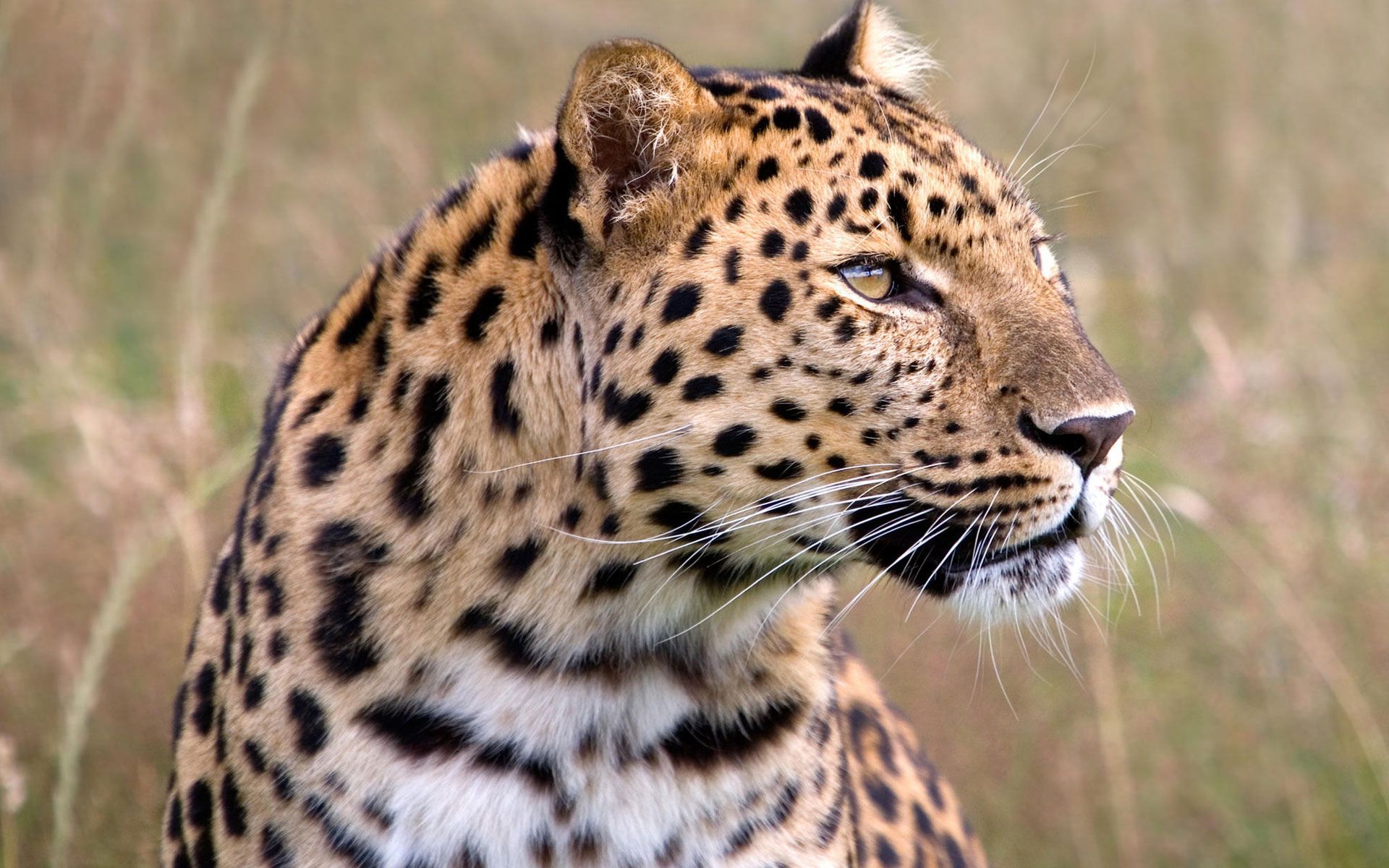 male amur leopard wildlife heritage uk wide is an HD wallpaper
