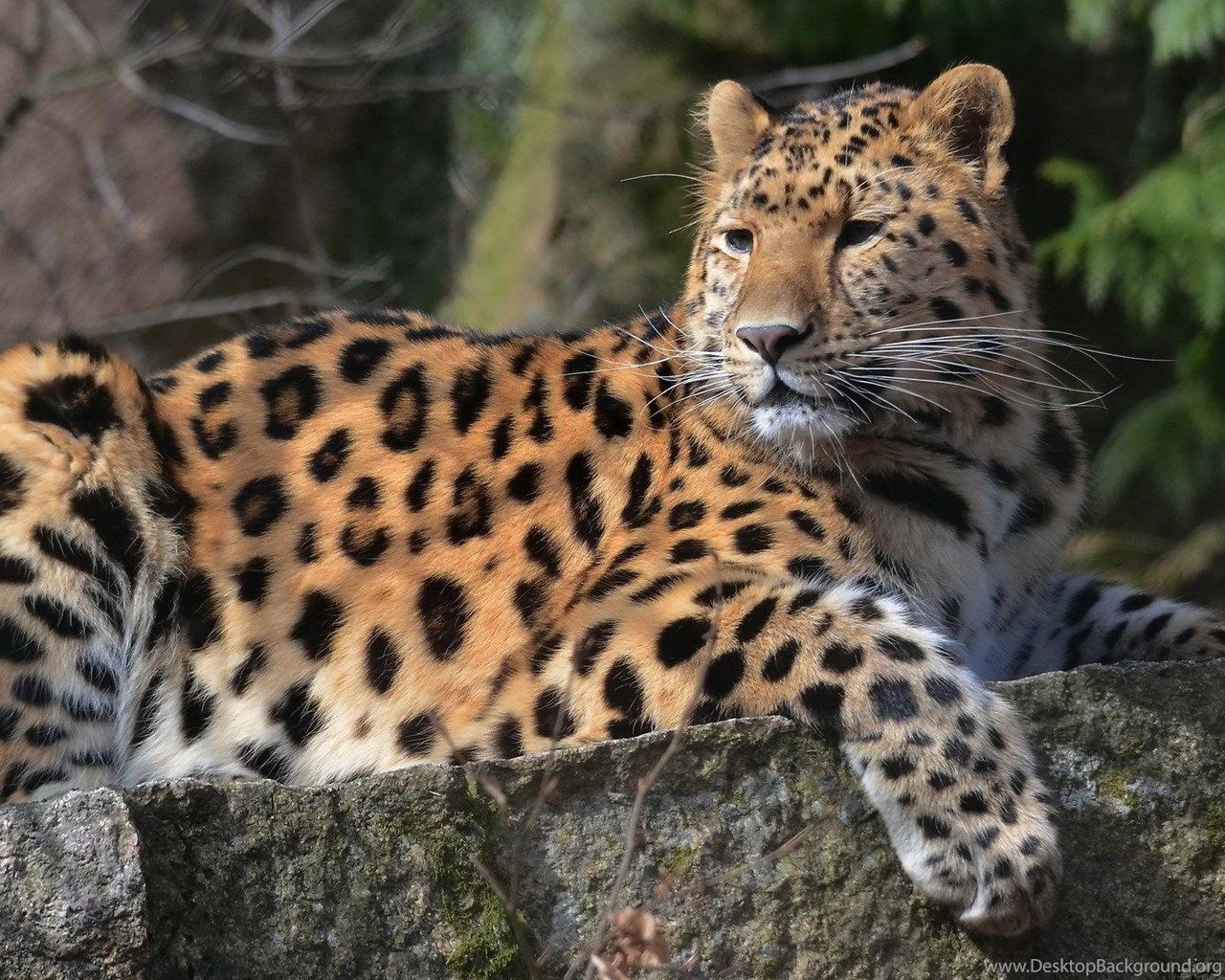 Amur Leopard Desktop Background