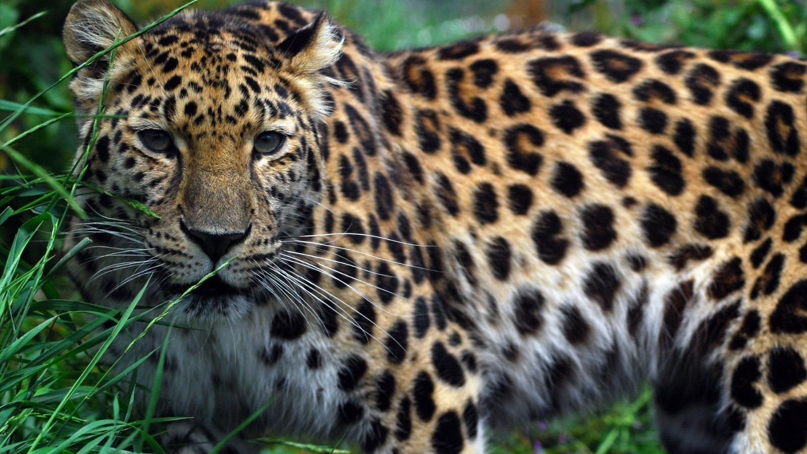 Petition · Save the Amur Leopard from extinction · Change.org