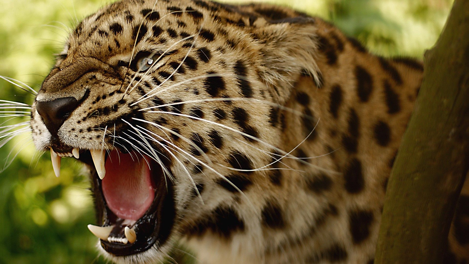 animals, Amur Leopards, Leopard Wallpaper HD / Desktop and Mobile