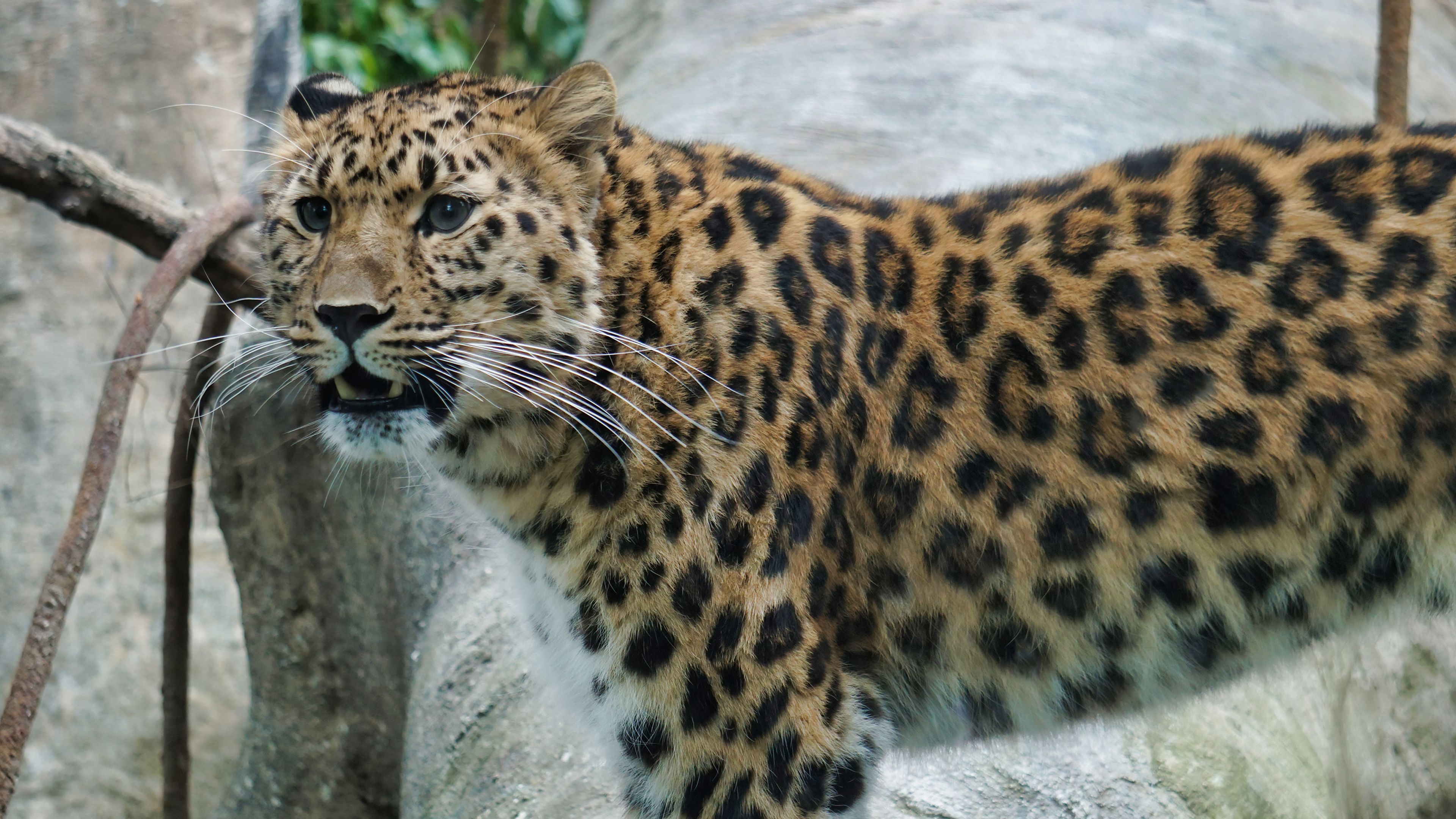 Amur Leopard (Santa Barbara Zoo) 4k Ultra HD Wallpaper