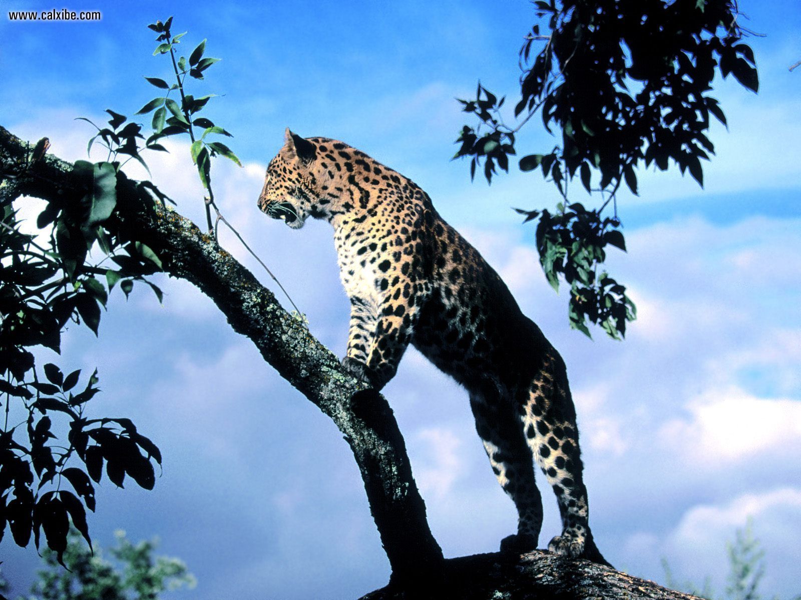 Animals: Amur Leopard, desktop wallpaper nr. 14180